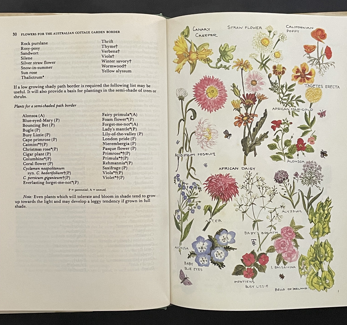 Flowers for the Australian Cottage Garden Border by Sarah Guest