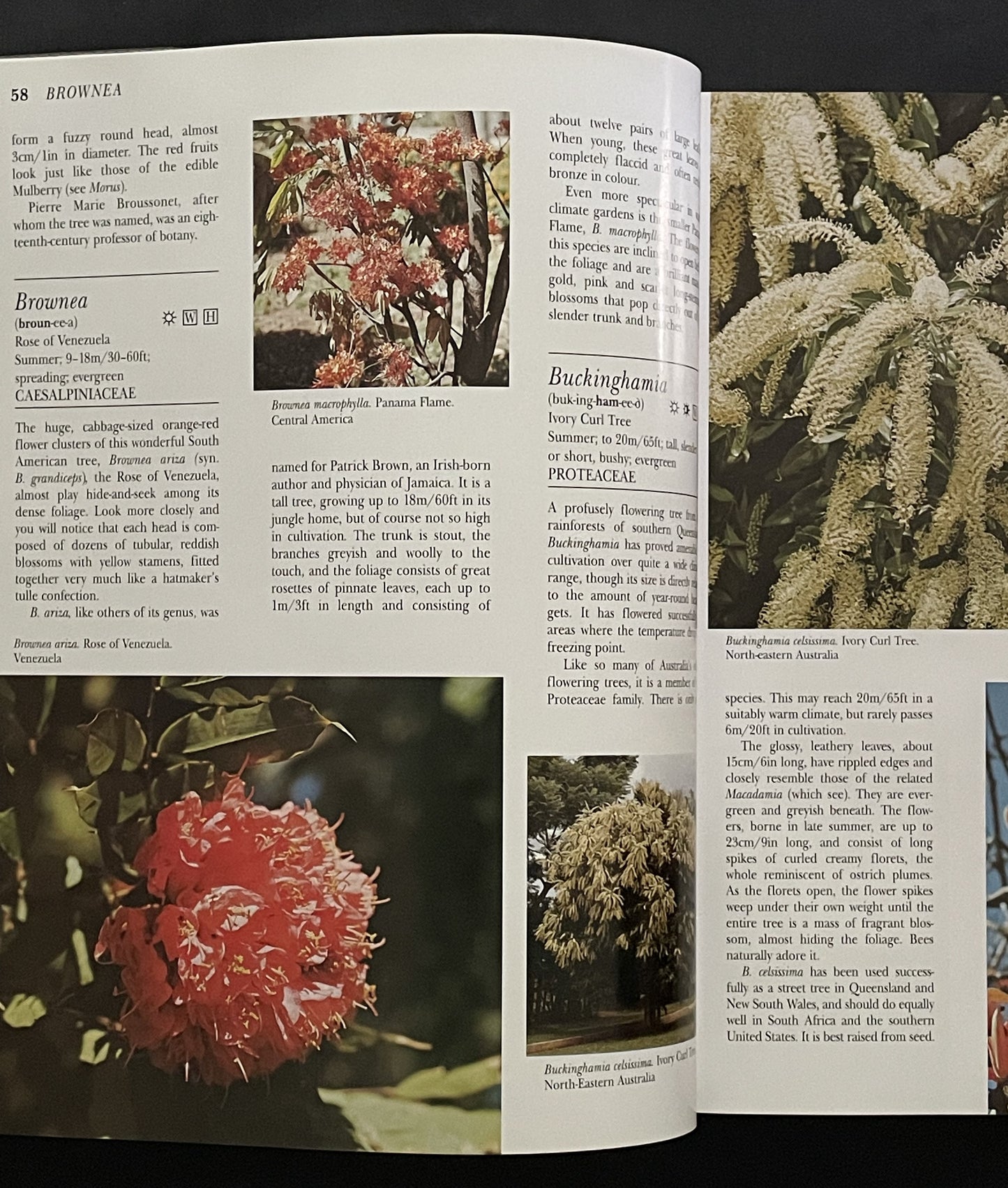What Tree Is That? 3rd Edition by Stirling Macoboy
