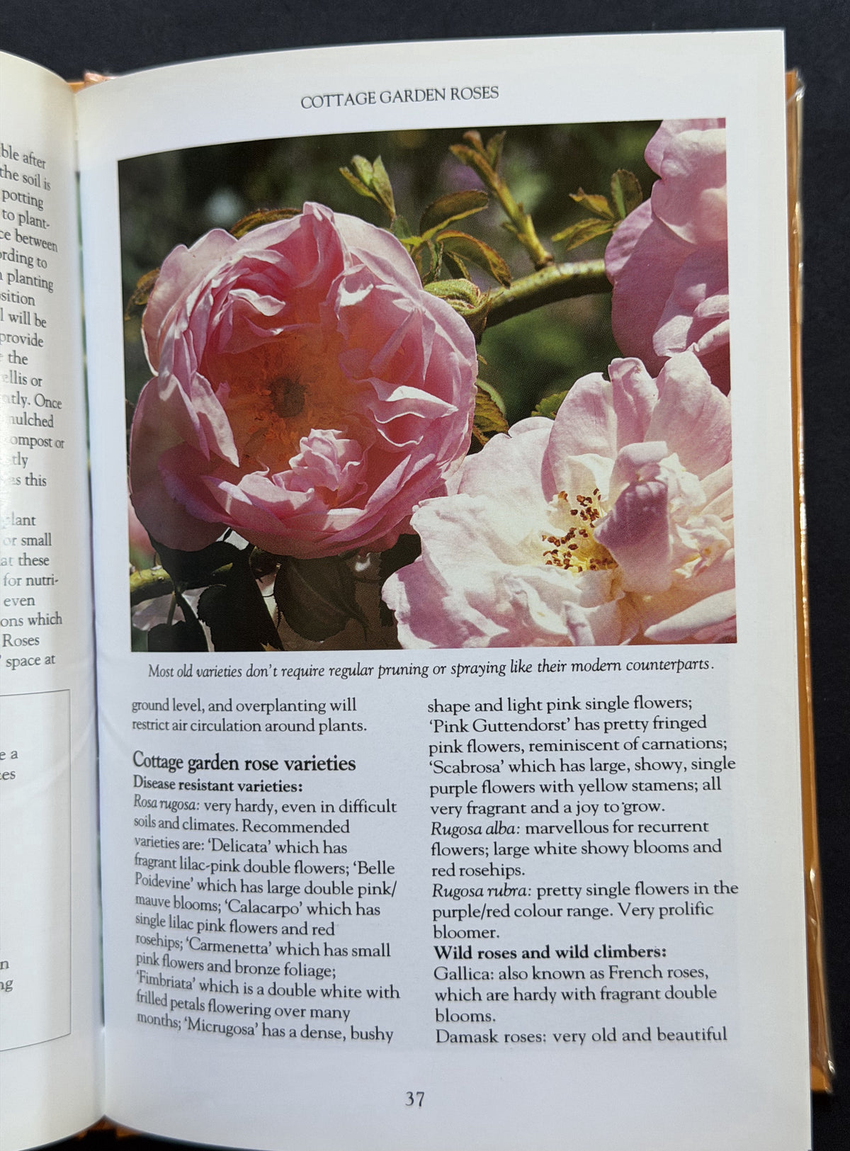 Cottage Gardens by Mary Moody