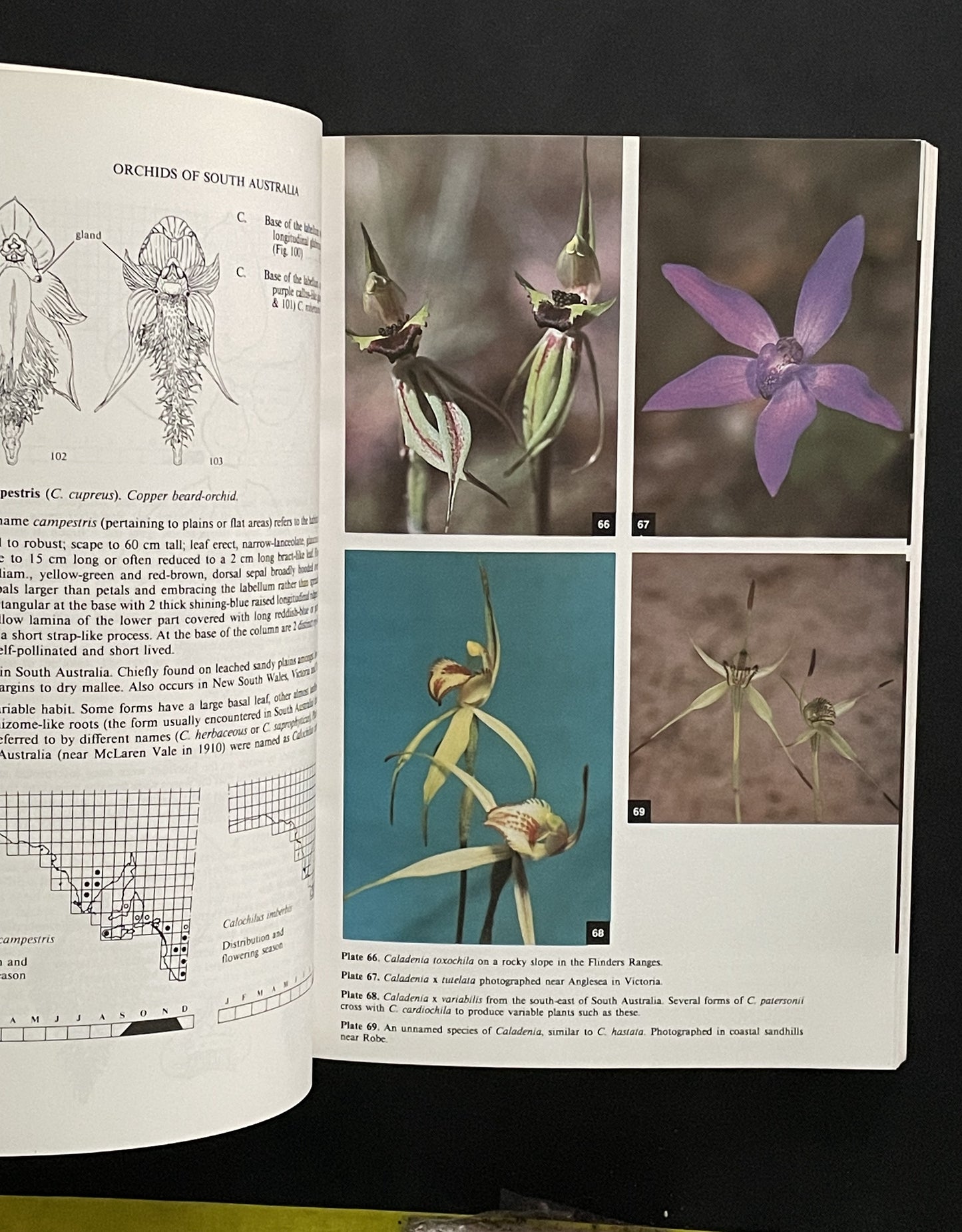 Orchids of South Australia by R. J. Bates, Joseph Zvonko Weber