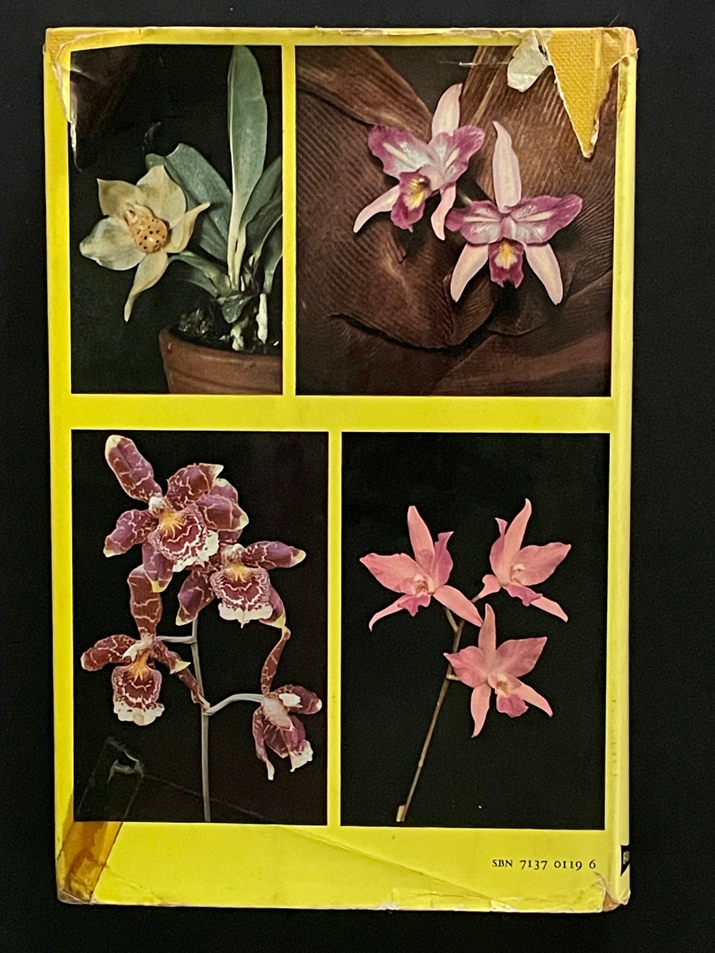 Orchids and their cultivation by Sander