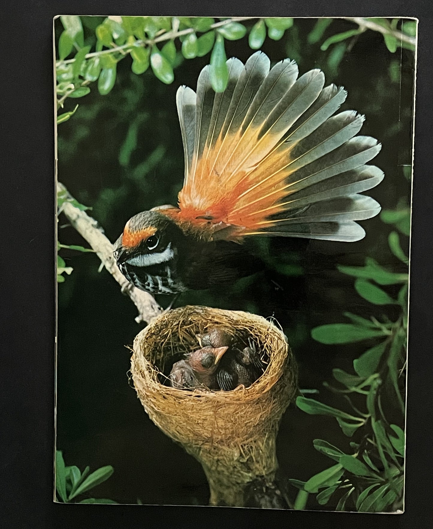 Michael Morcombe's Birds of Australia by Michael K. Morcombe