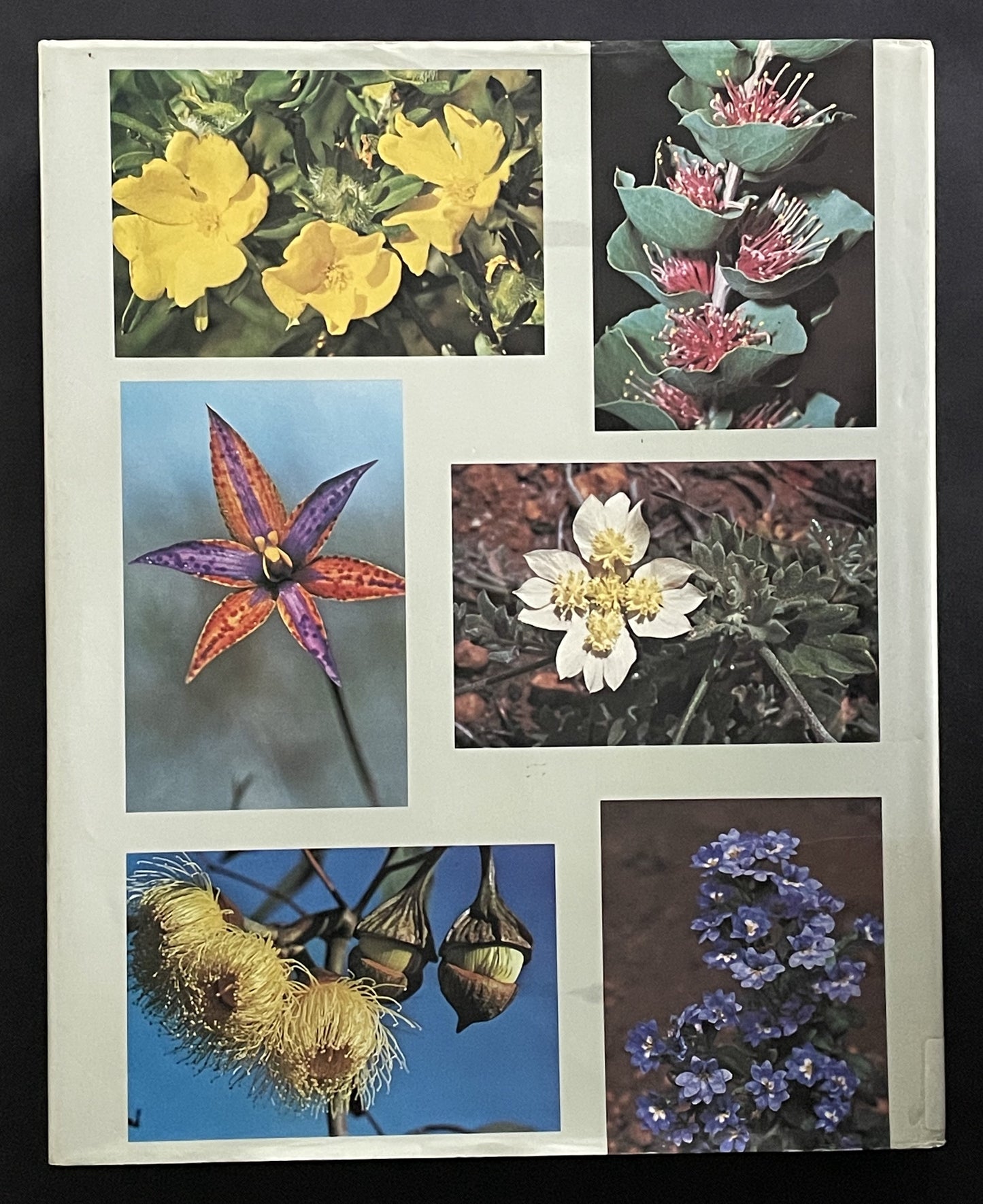 Flowers & Plants of Western Australia by Rica Erickson