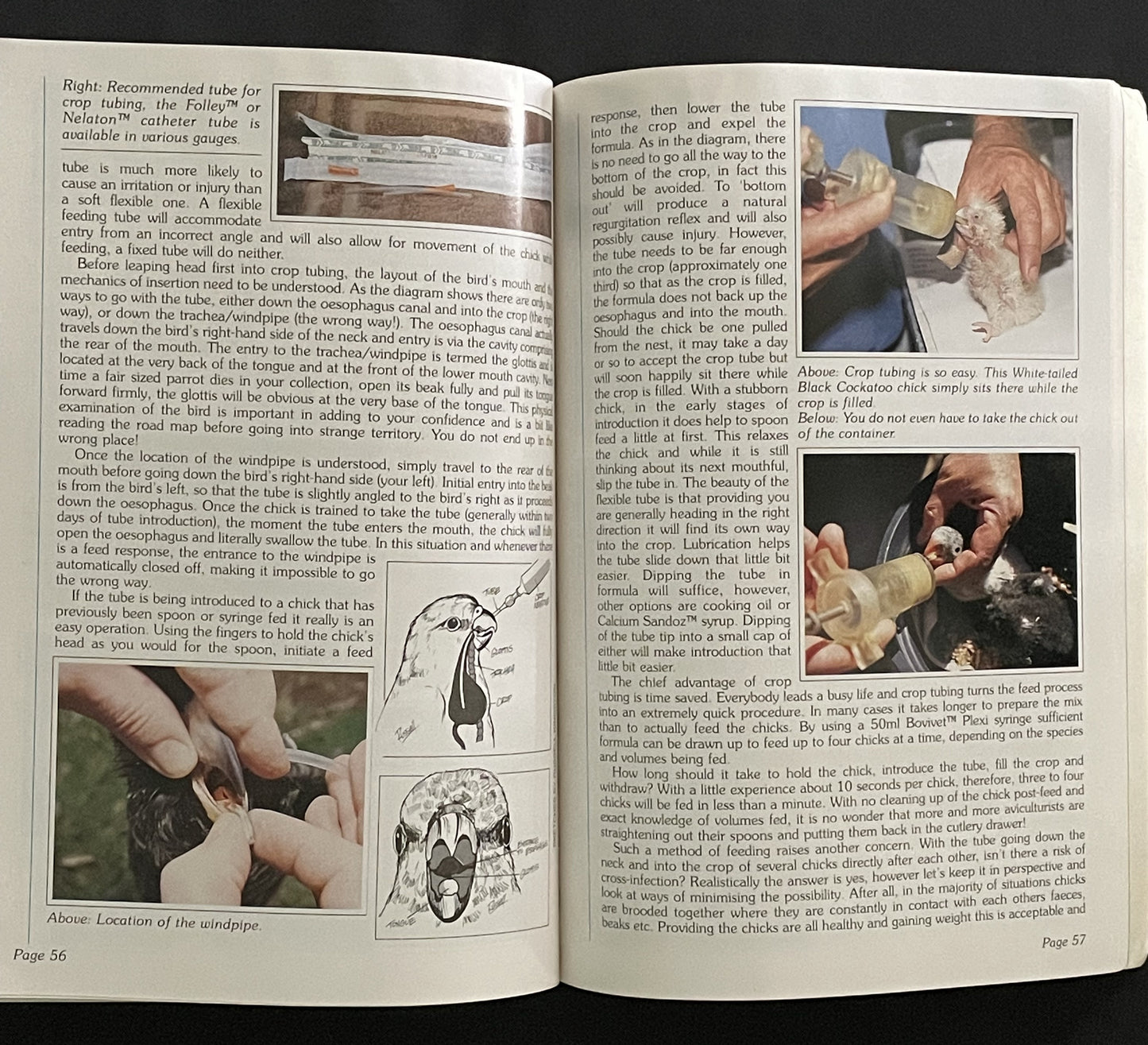 A Guide to Incubation & Handraising Parrots by Phil Digney