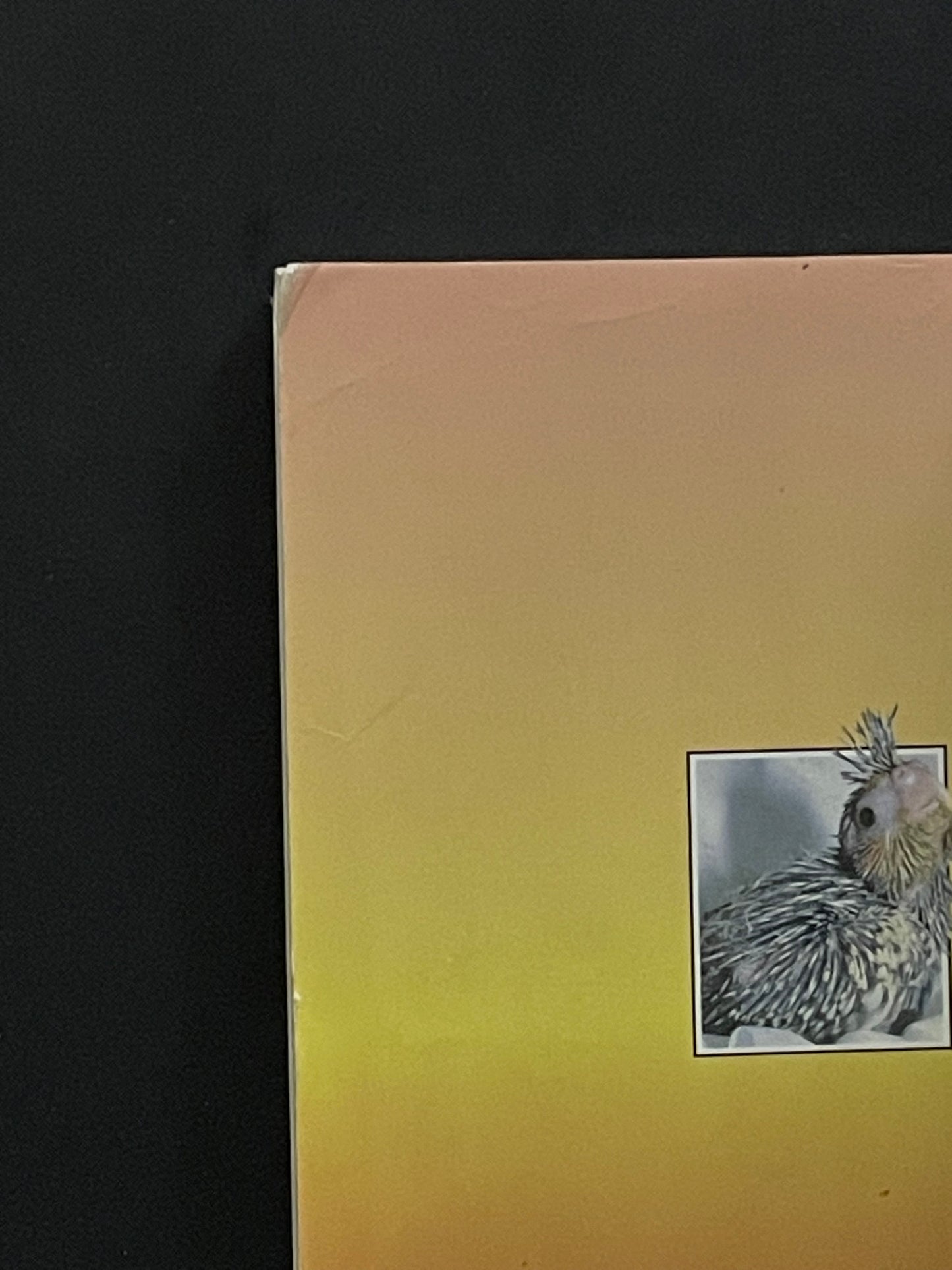 A Guide to Incubation & Handraising Parrots by Phil Digney