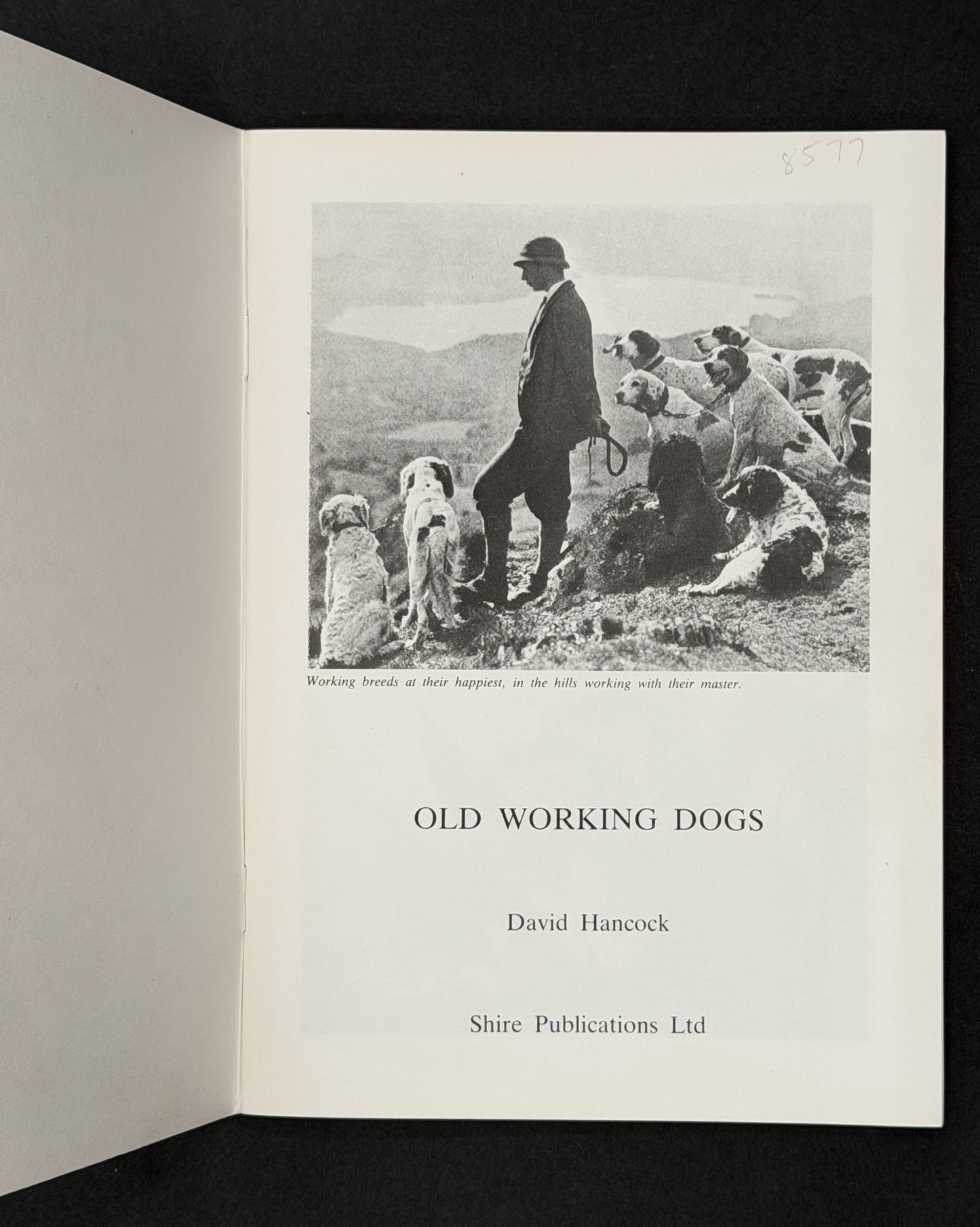 Old Working Dogs by David Hancock