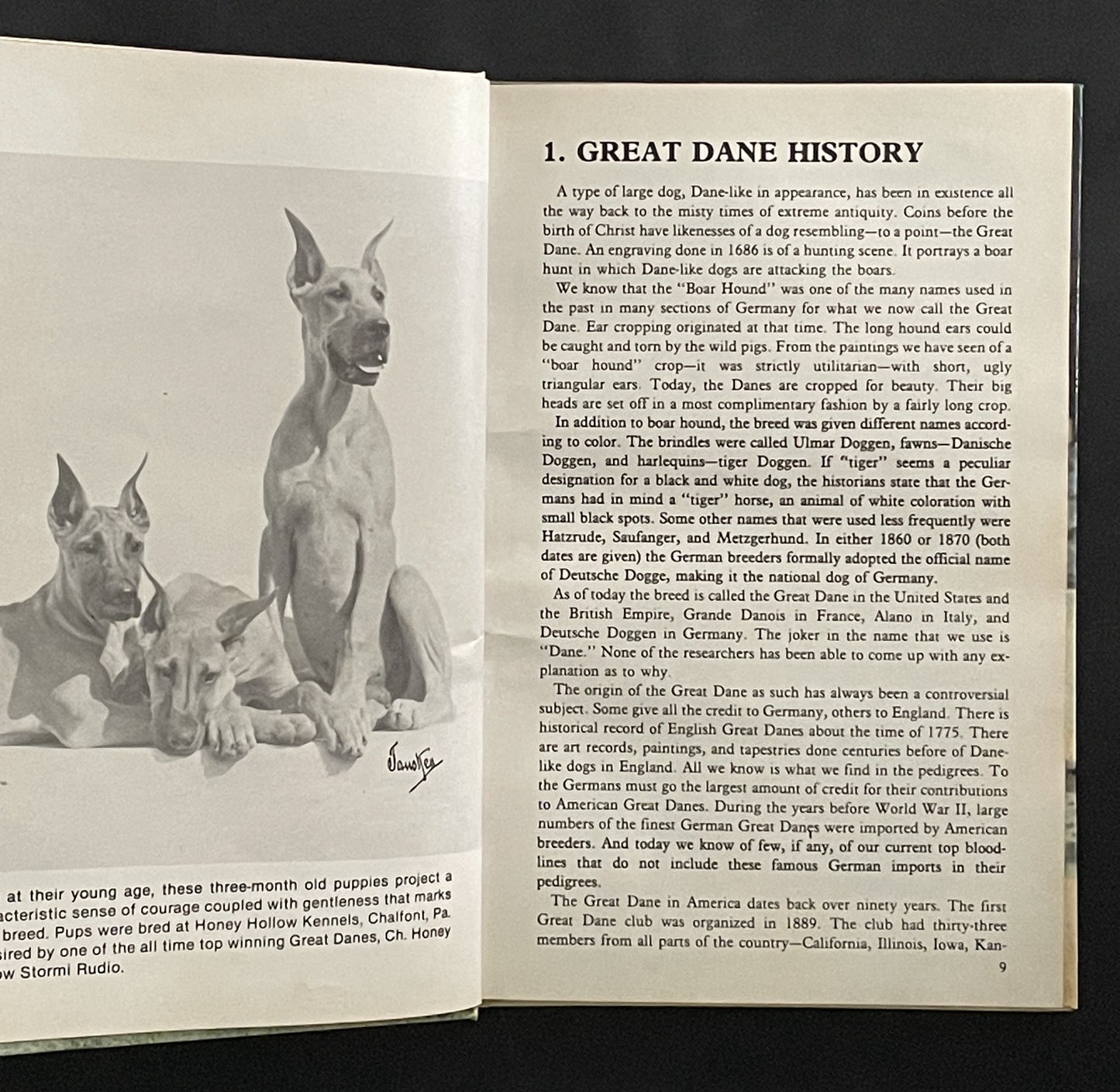 Great Danes by Diane McCarty