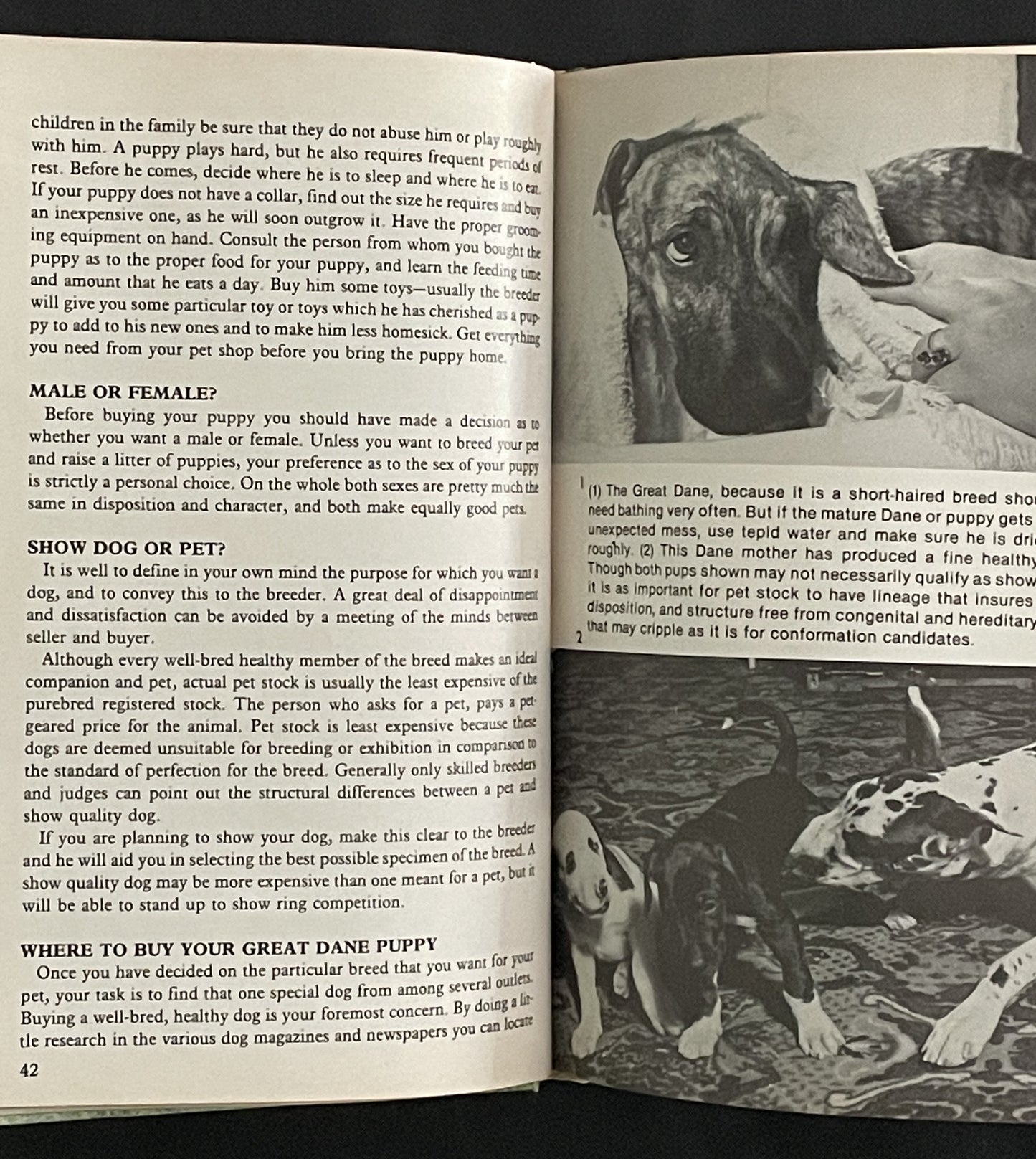 Great Danes by Diane McCarty