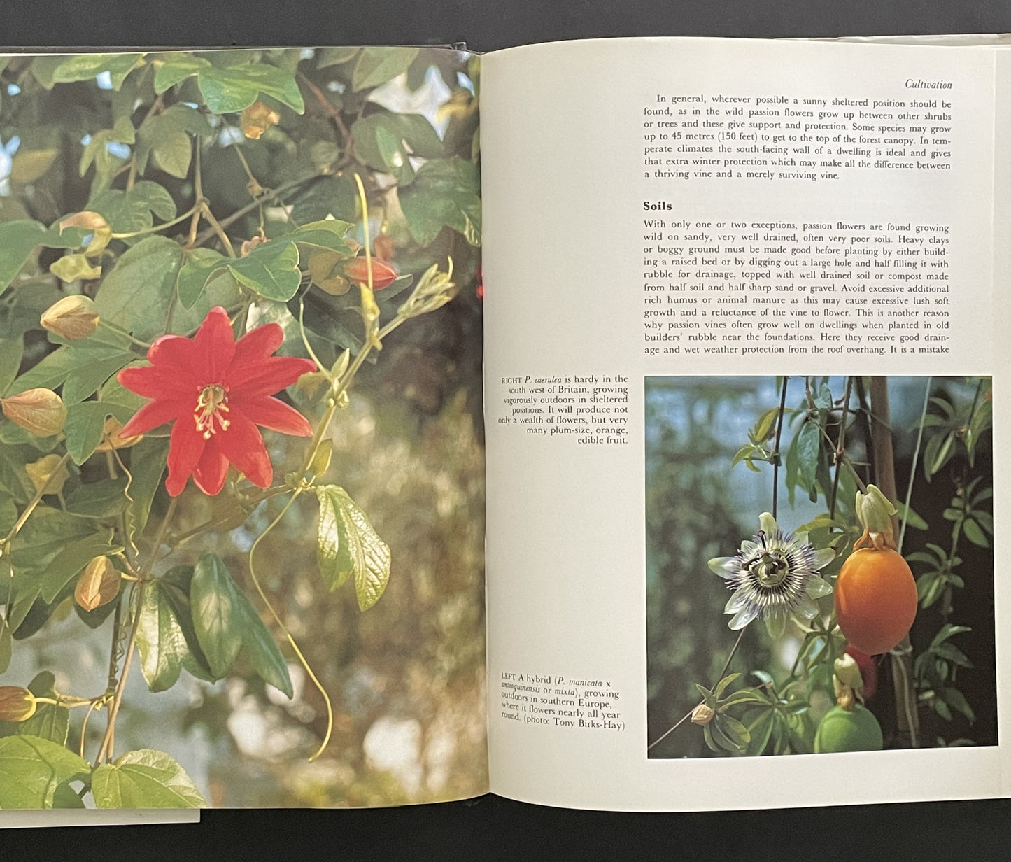 Passion Flowers and Passion Fruit by John Vanderplank