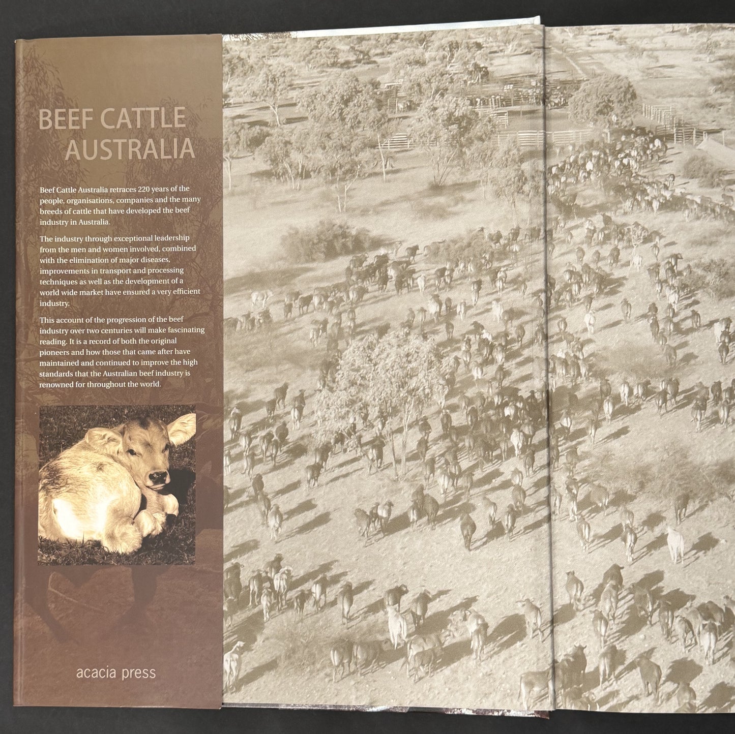 Beef Cattle Australia by Russell Reed