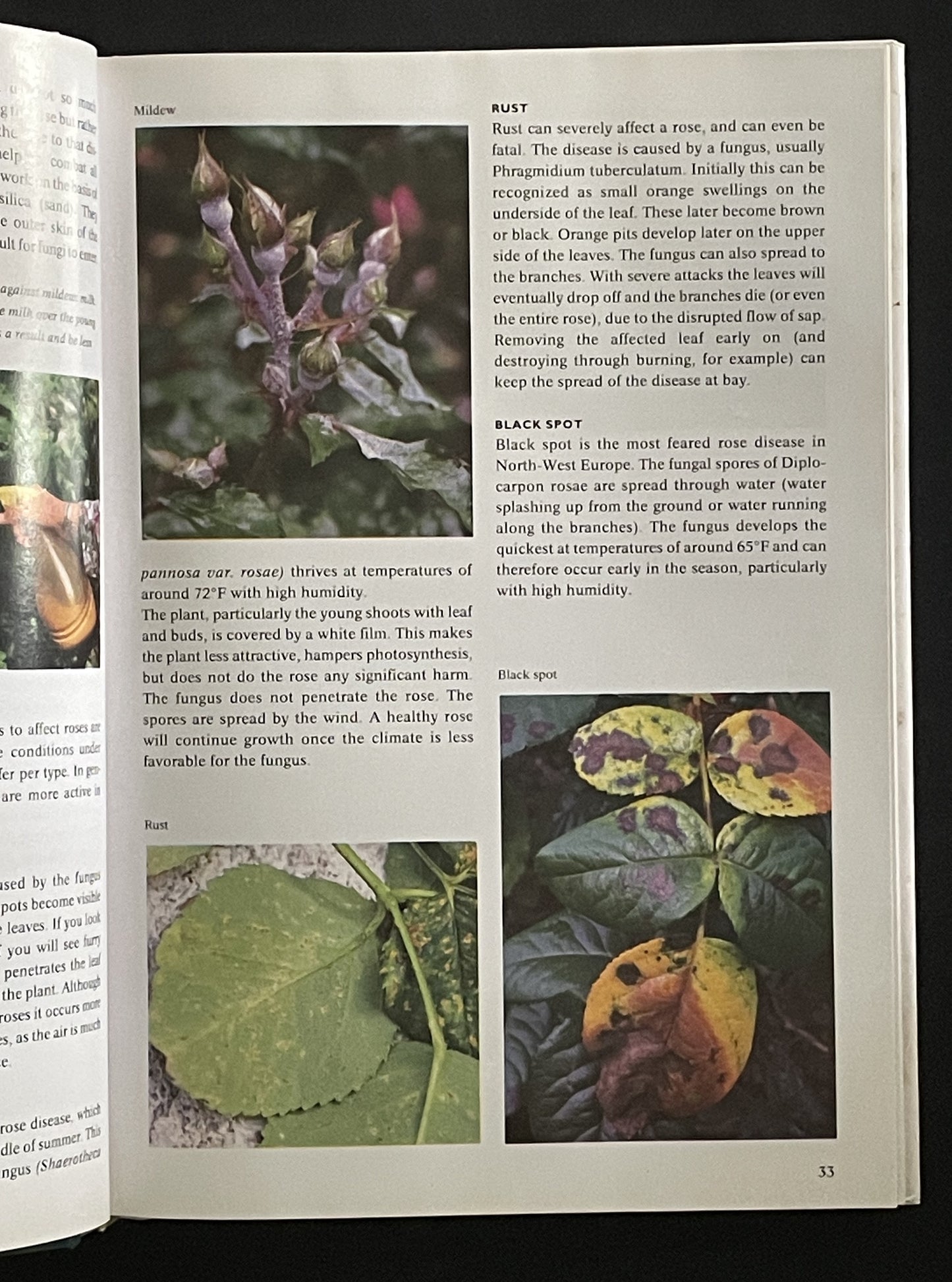 The Complete Encylopedia Roses by Nico Vermeulen