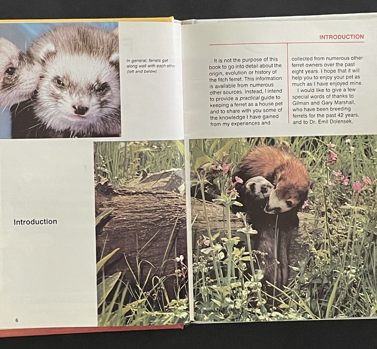 Ferrets by Wendy Winsted