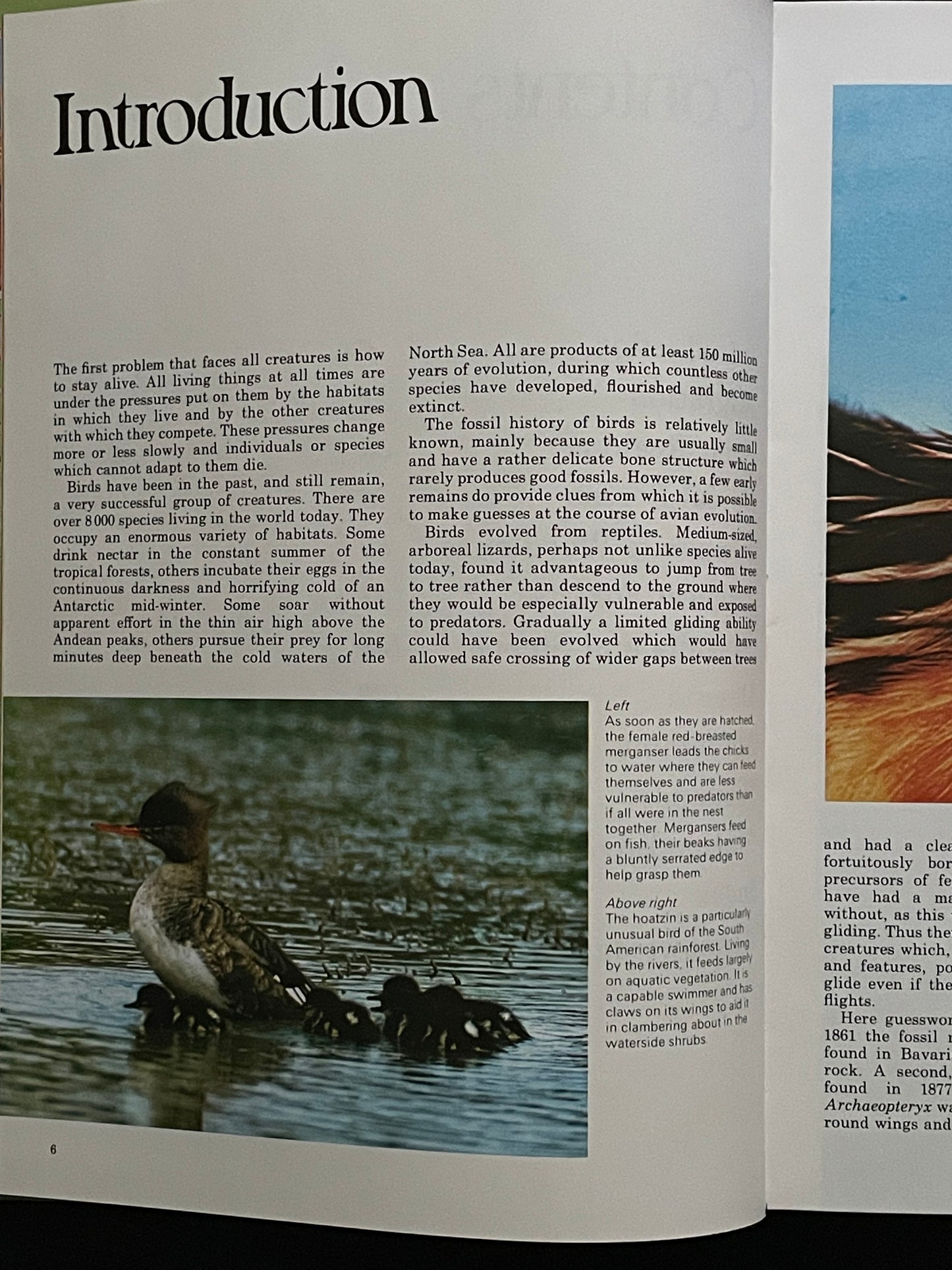 Birds and Their World by John Andrews