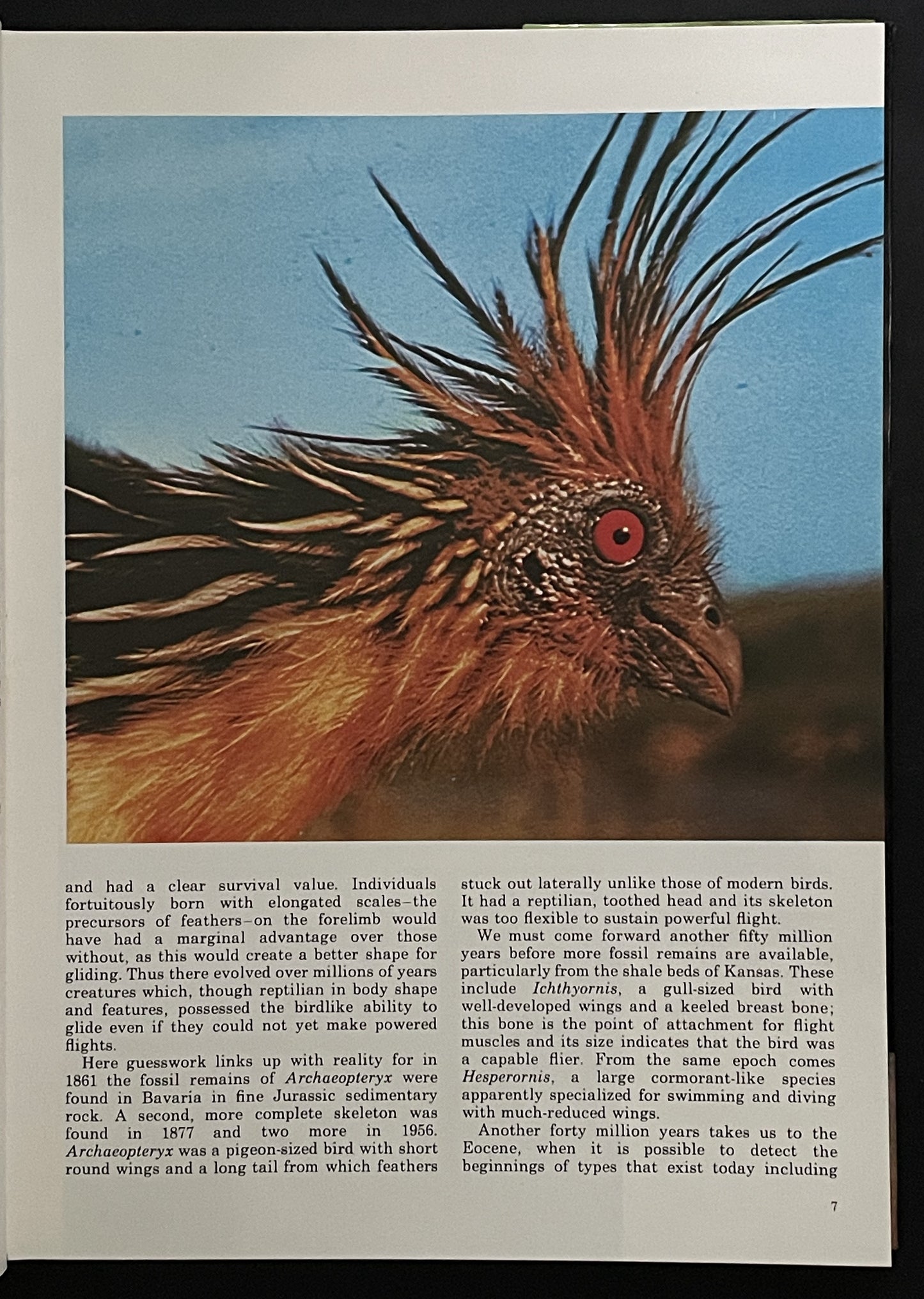 Birds and Their World by John Andrews