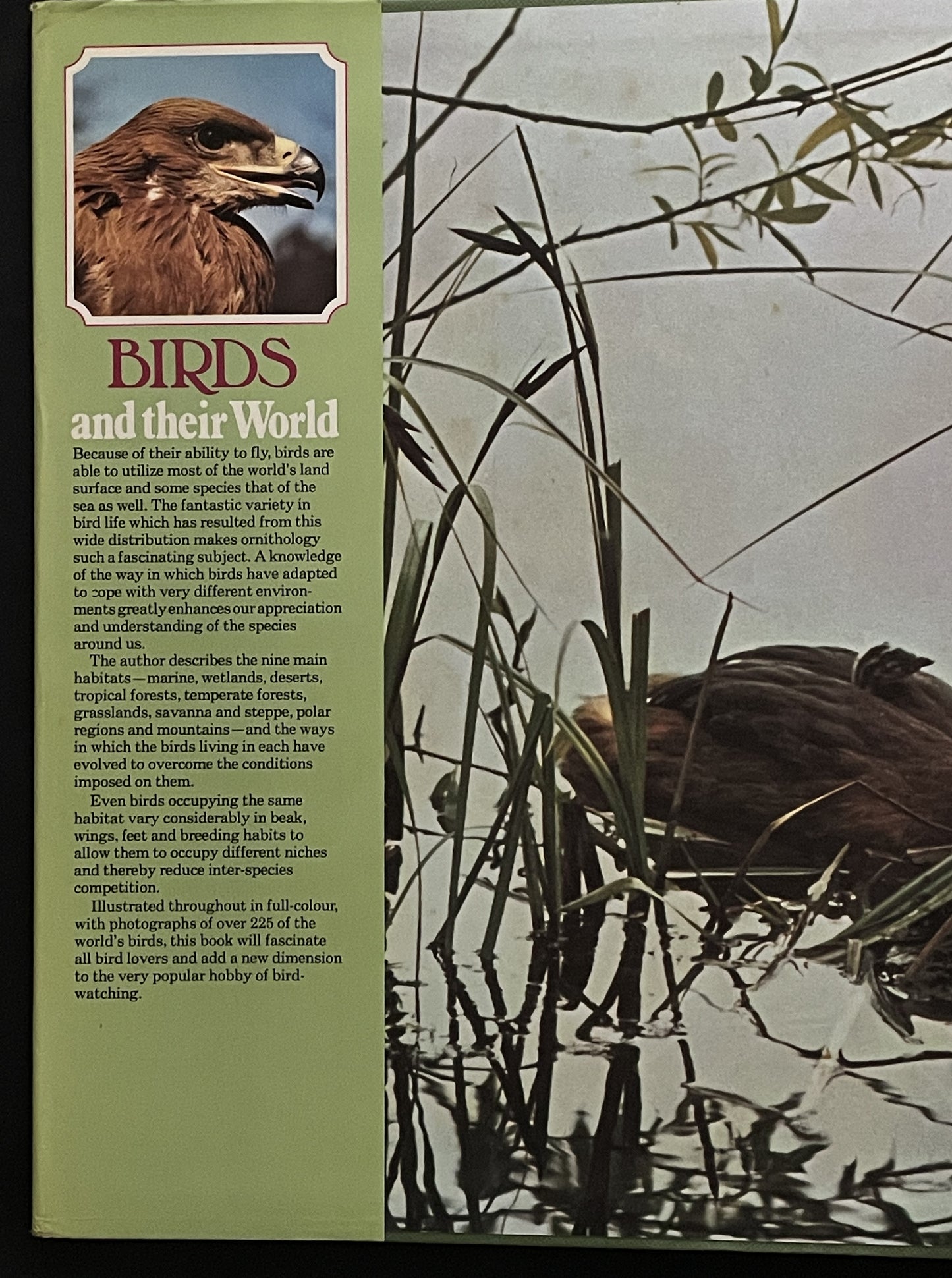 Birds and Their World by John Andrews