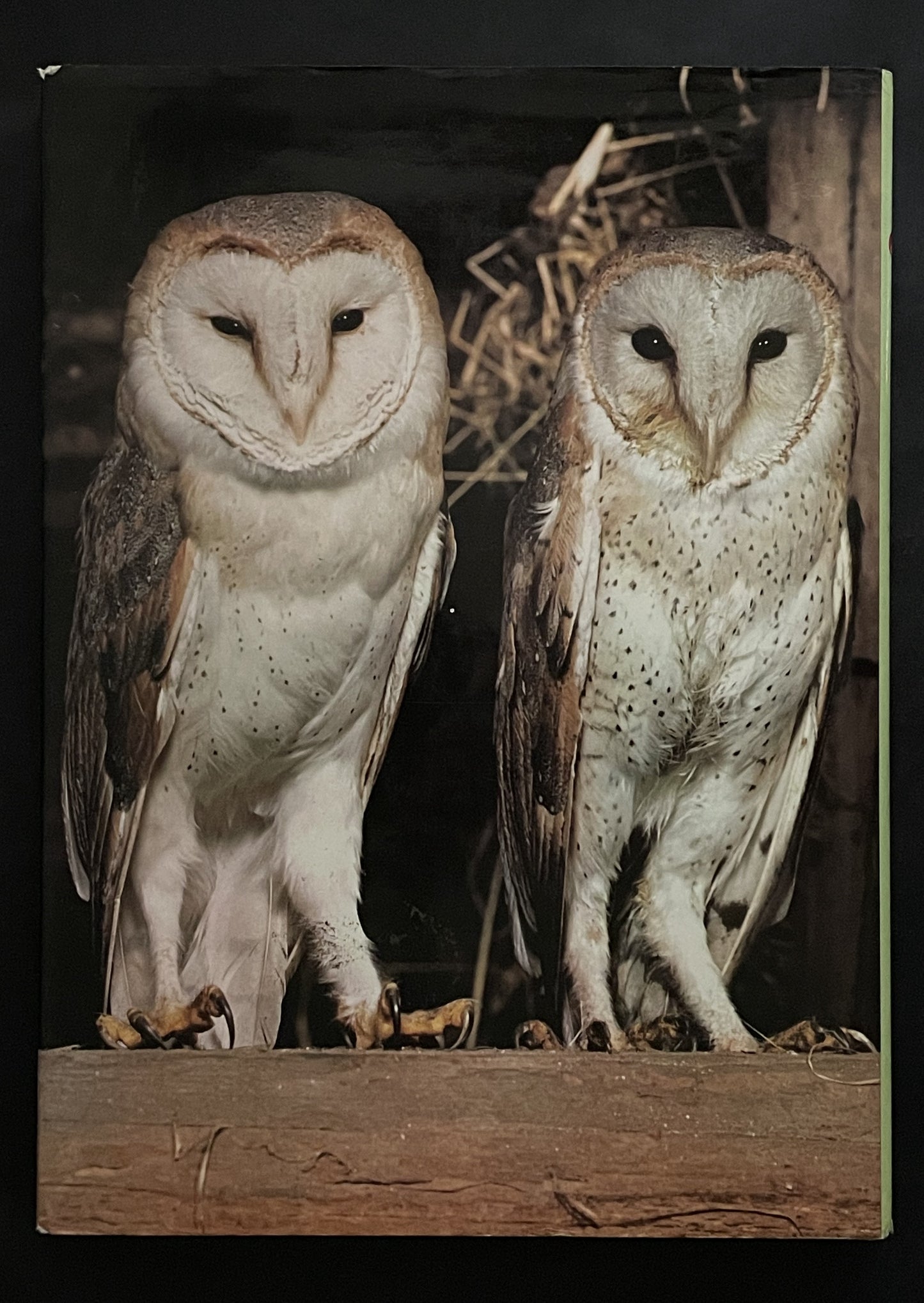 Birds and Their World by John Andrews
