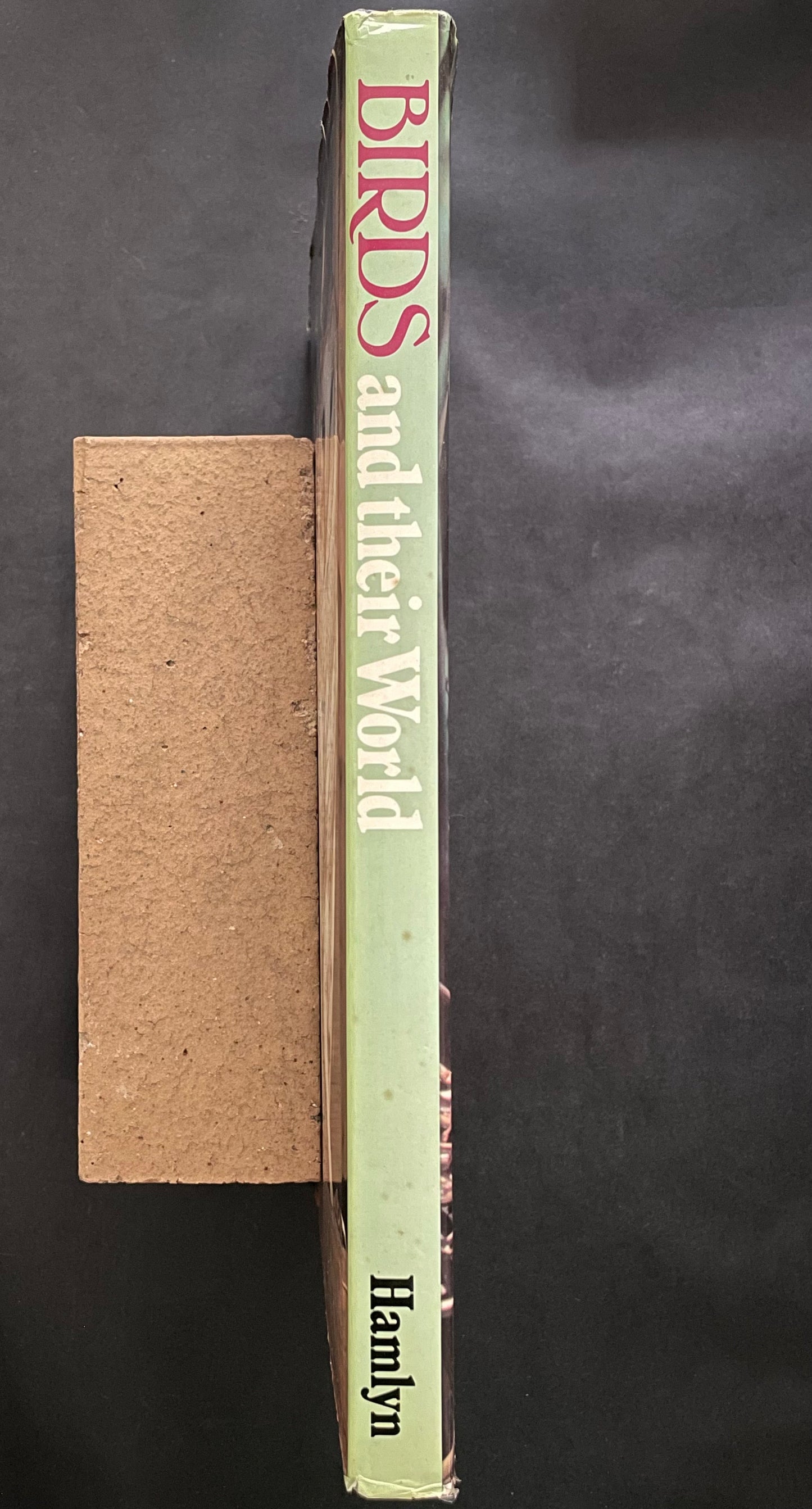 Birds and Their World by John Andrews