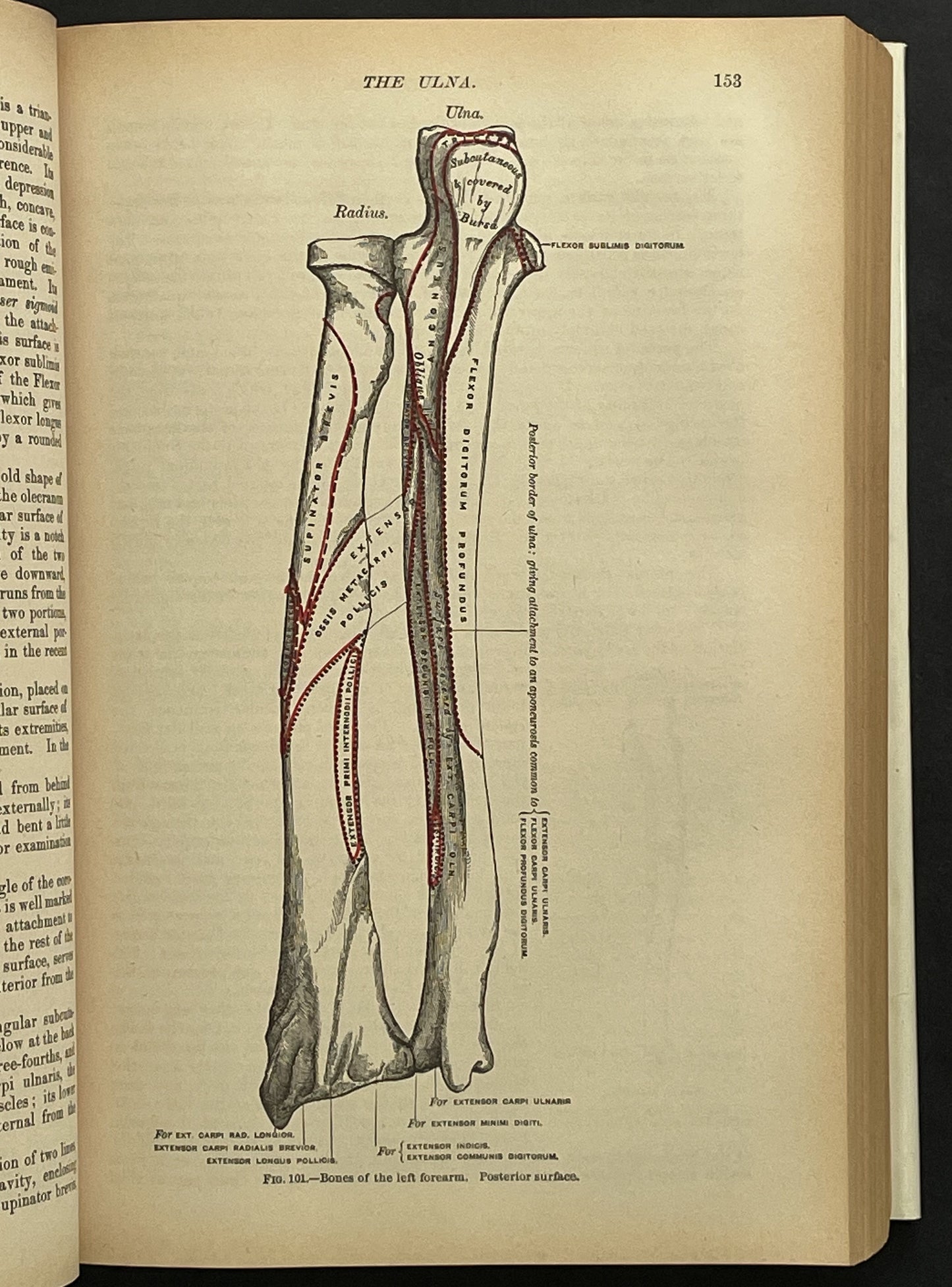 Gray's Anatomy (Anatomy, Descriptive and Surgical) by Henry Gray
