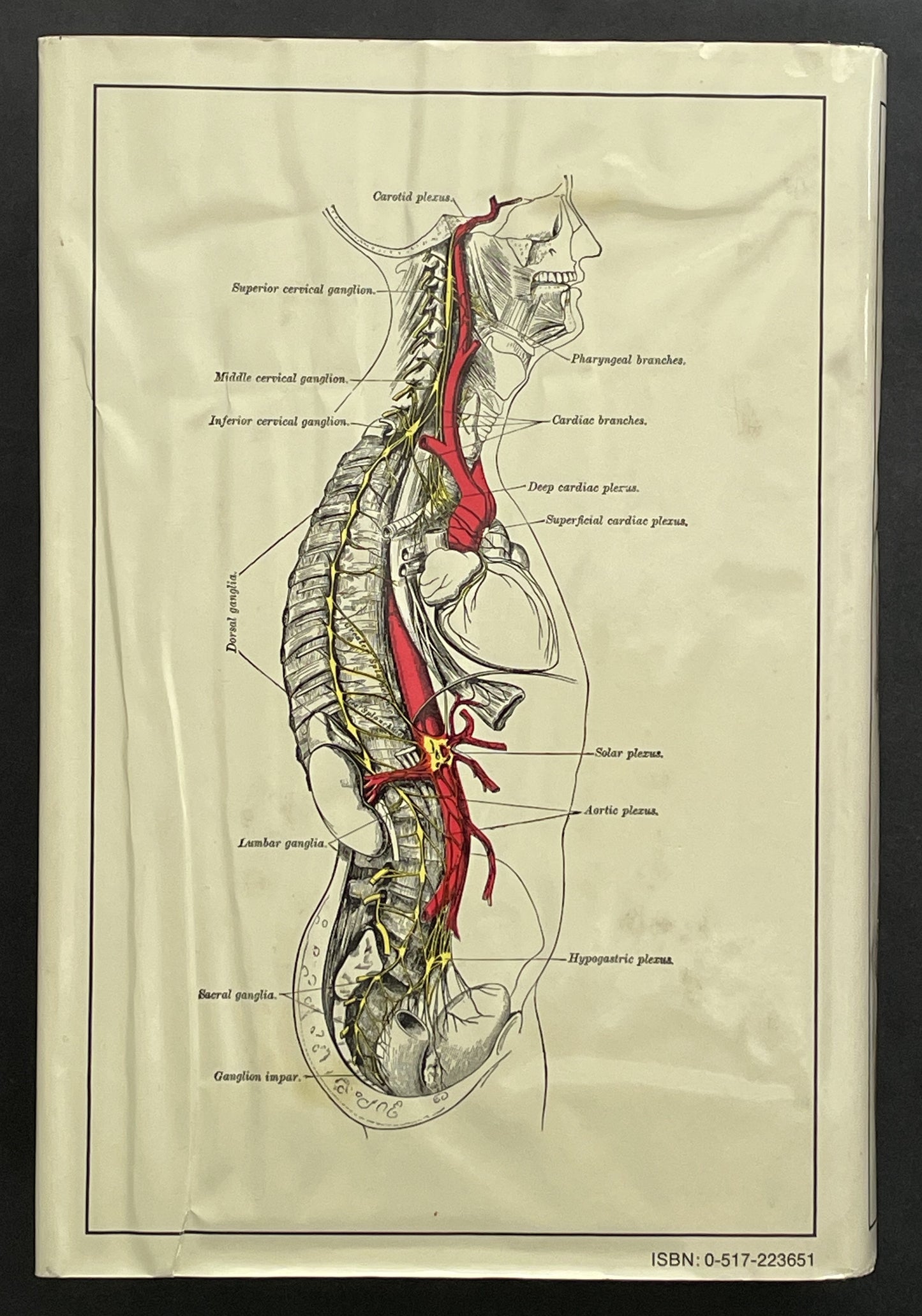 Gray's Anatomy (Anatomy, Descriptive and Surgical) by Henry Gray