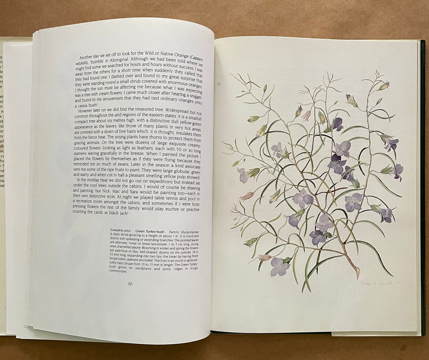 Where the Wildflowers Bloom by Margaret Connell