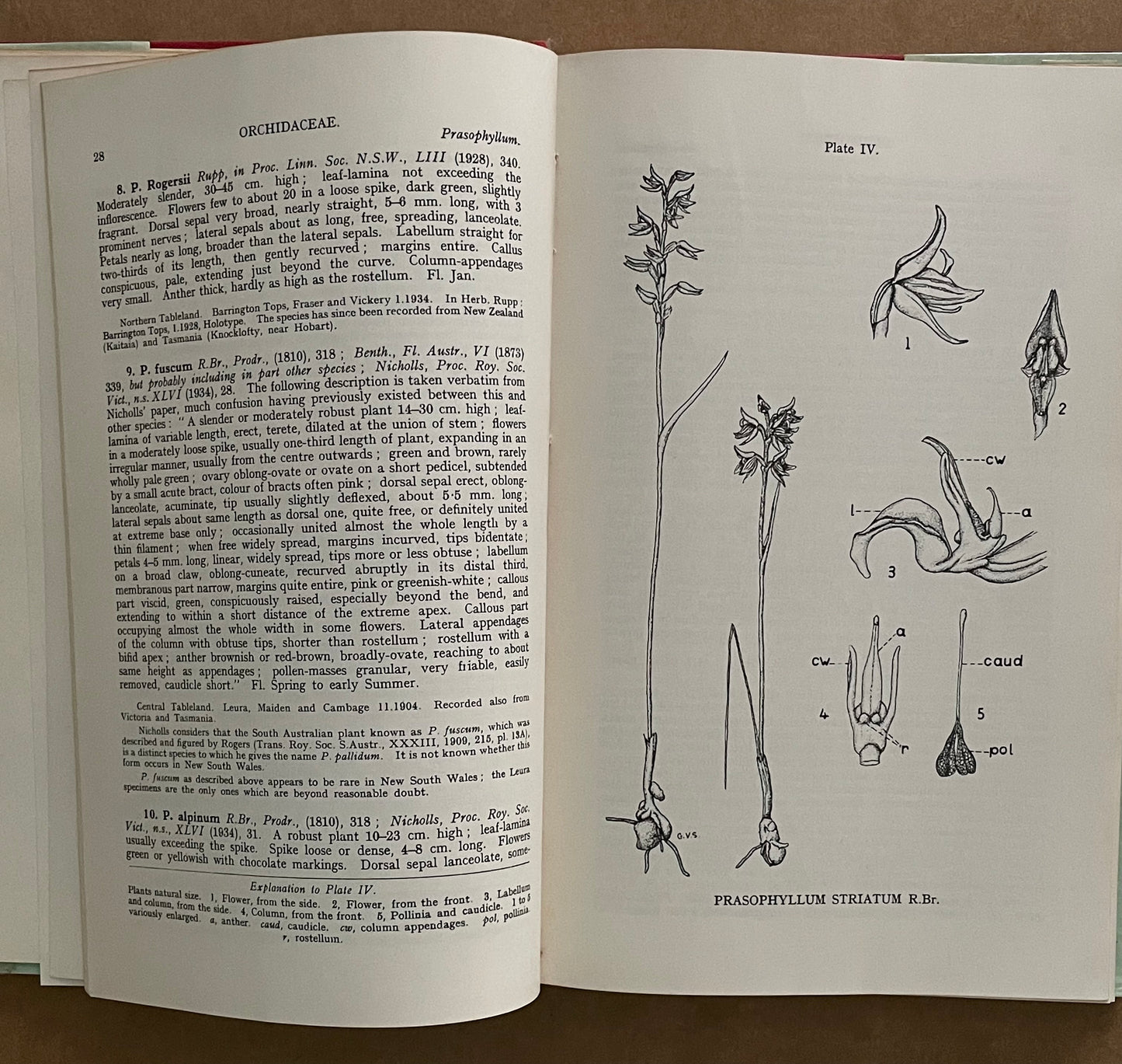 The Orchids of New South Wales by H.M.R. Rupp and D. J. McGillivray