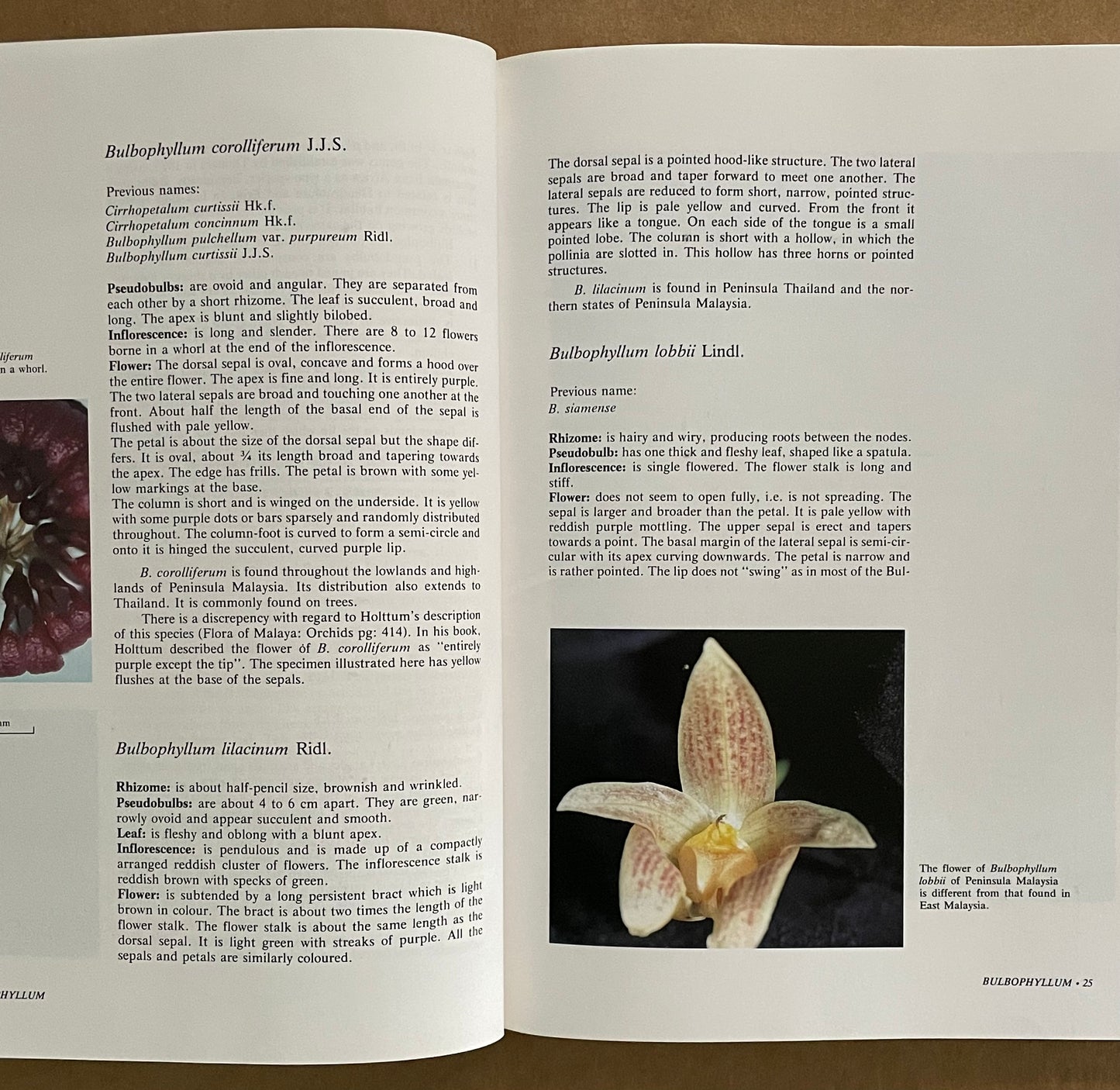 Native Orchids of Pensinsula Mayalsia by Chris K. H. Teo