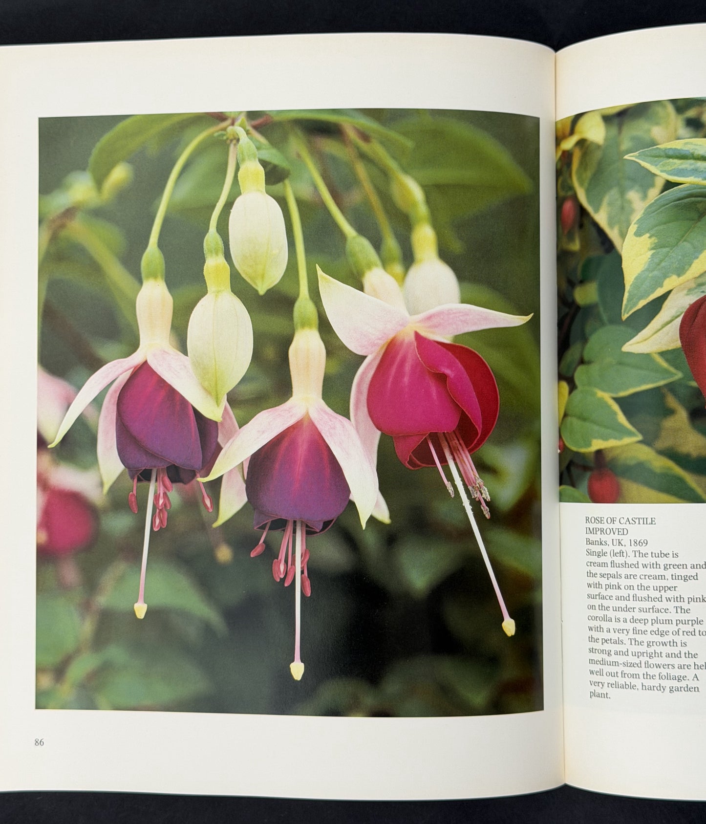 Fuchsias by Jill R. Clark