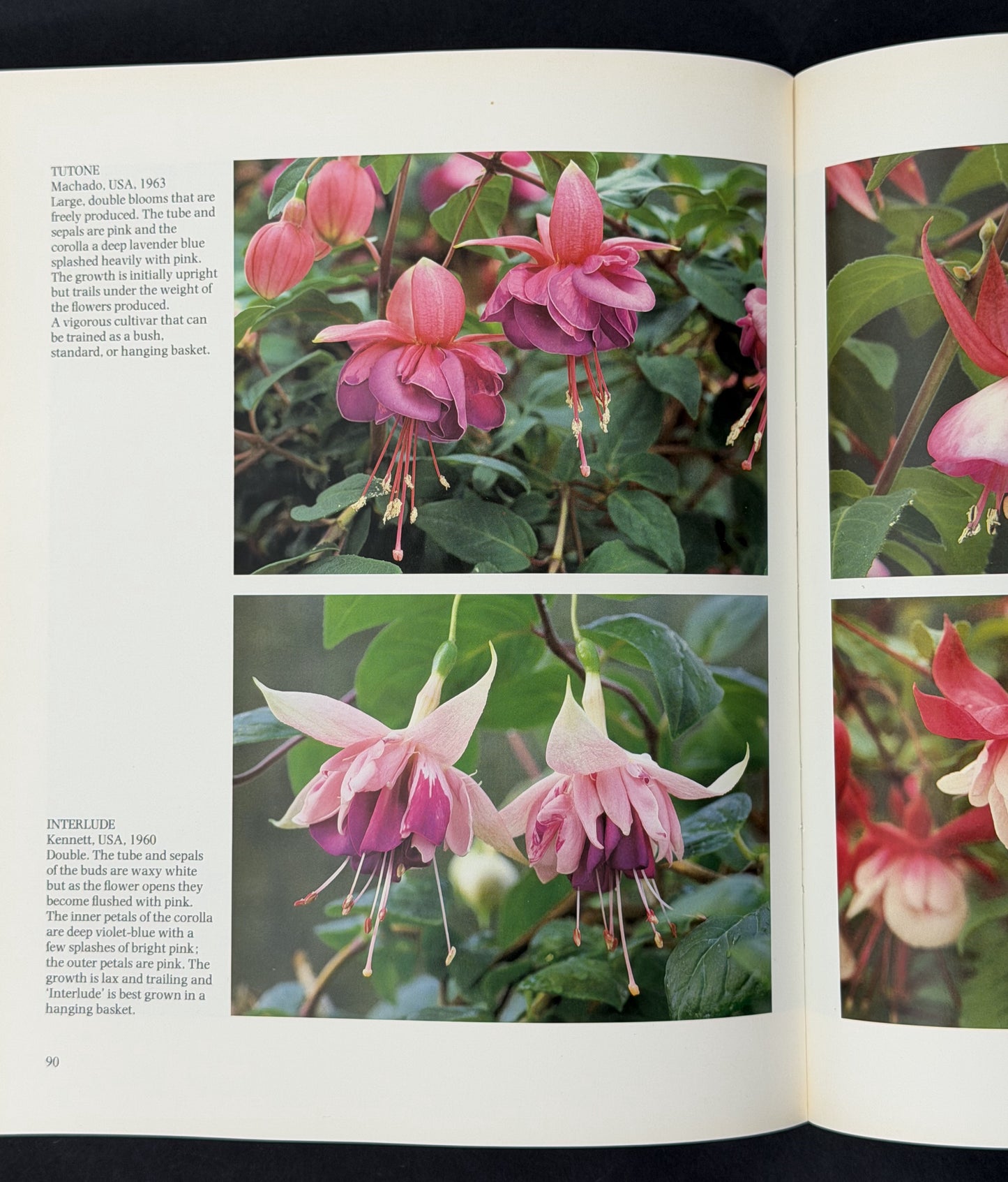 Fuchsias by Jill R. Clark