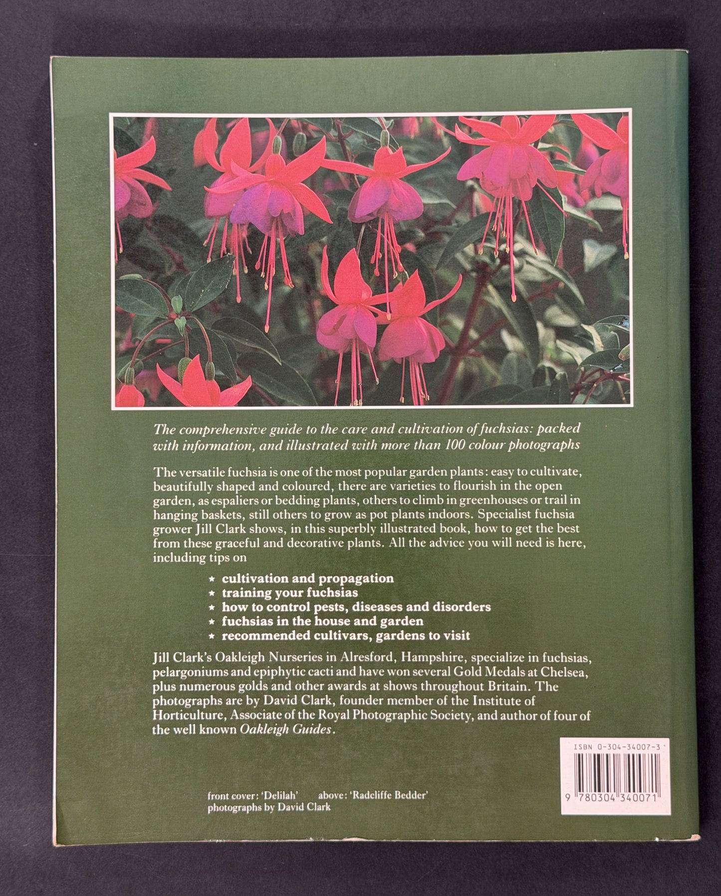 Fuchsias by Jill R. Clark