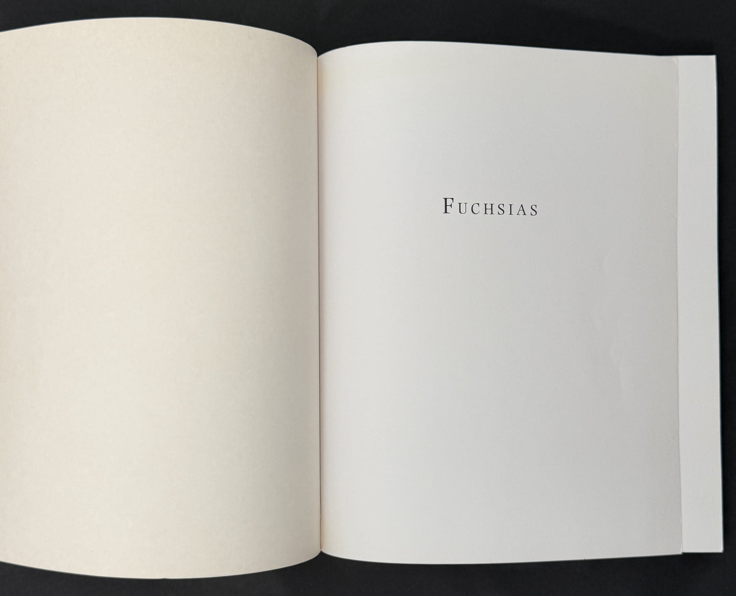 Fuchsias by Jill R. Clark