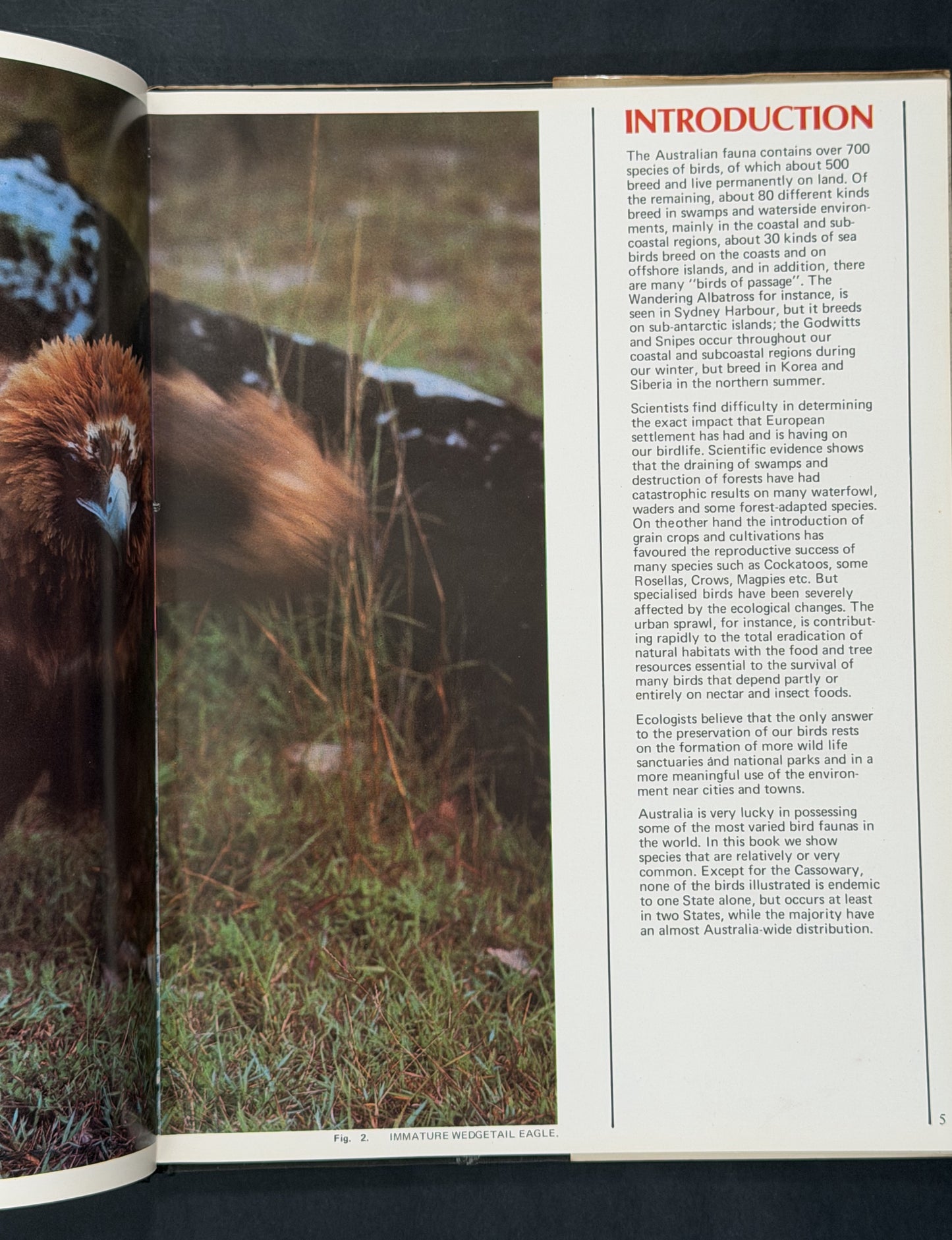 Australian Birds by Harry Frauca