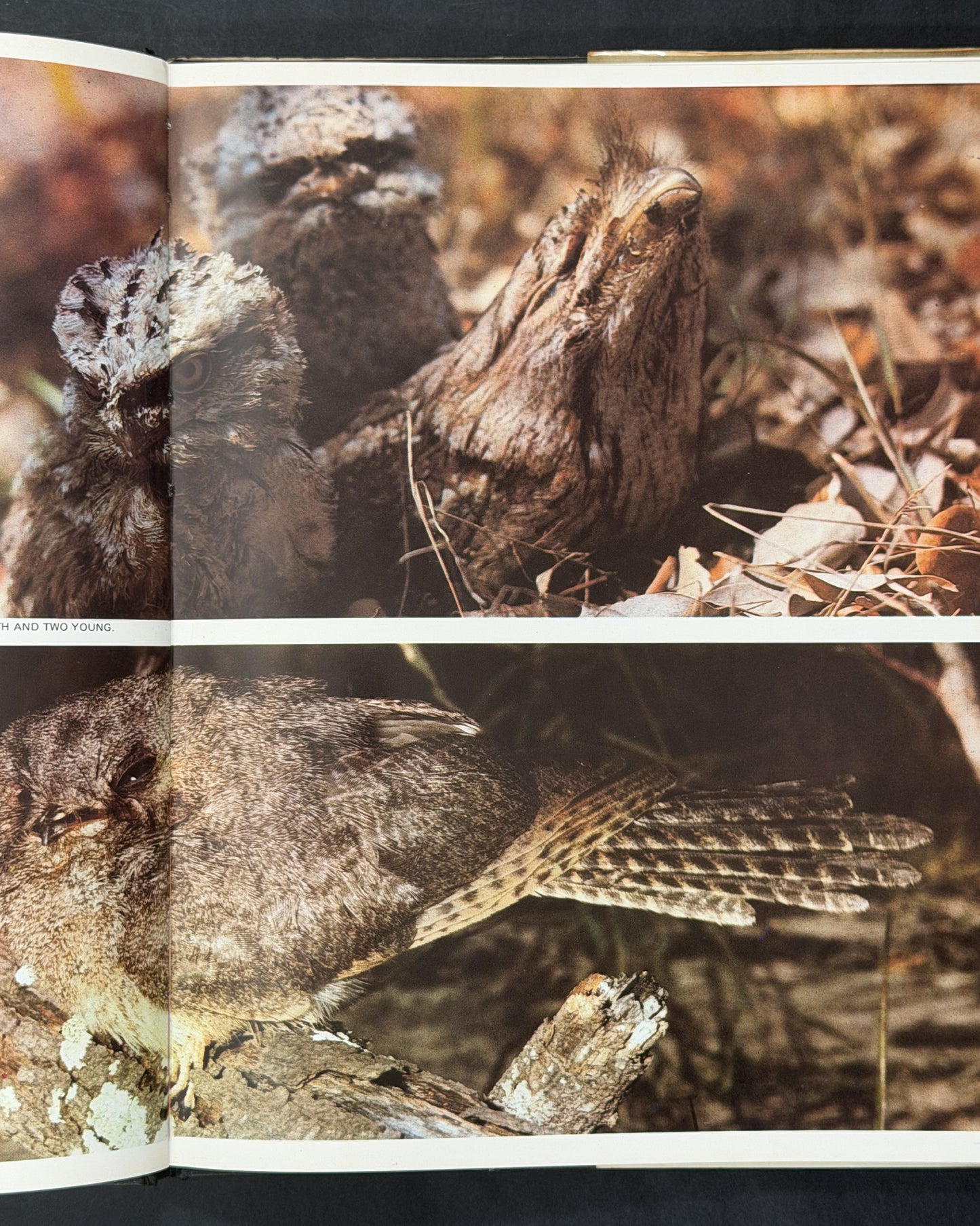 Australian Birds by Harry Frauca