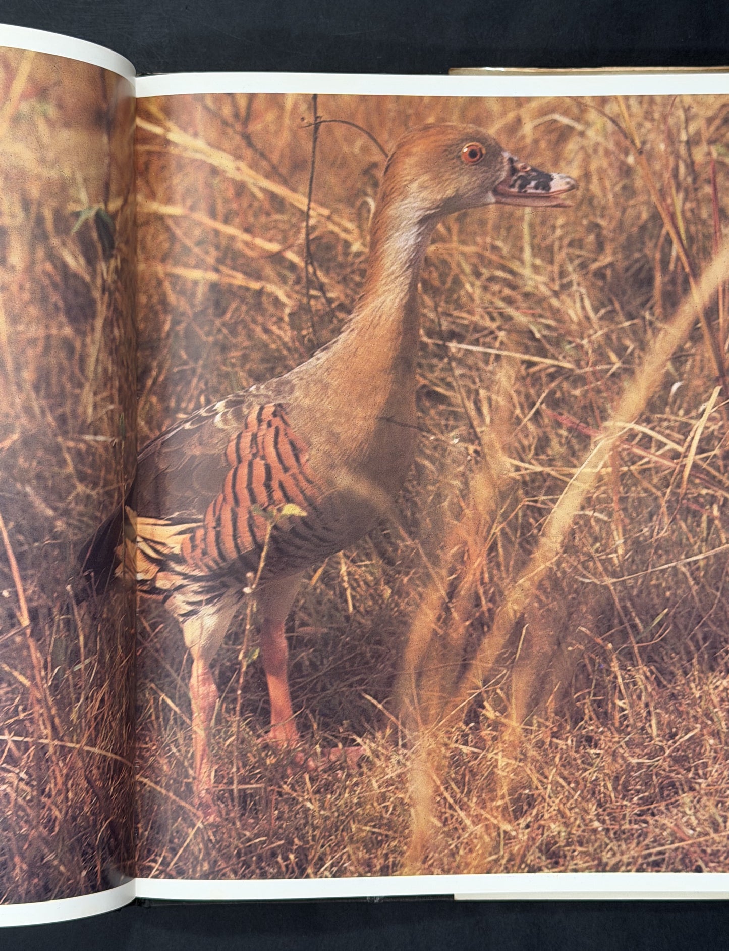 Australian Birds by Harry Frauca