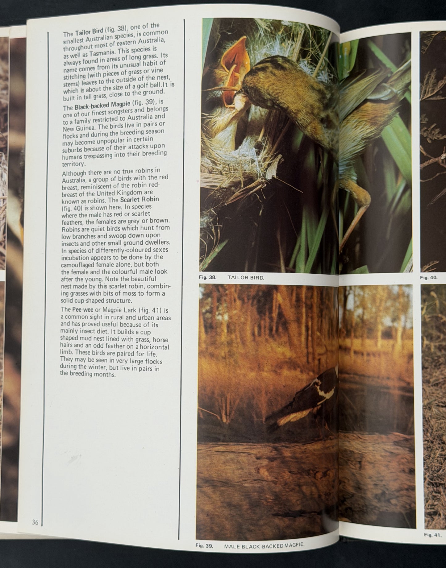 Australian Birds by Harry Frauca