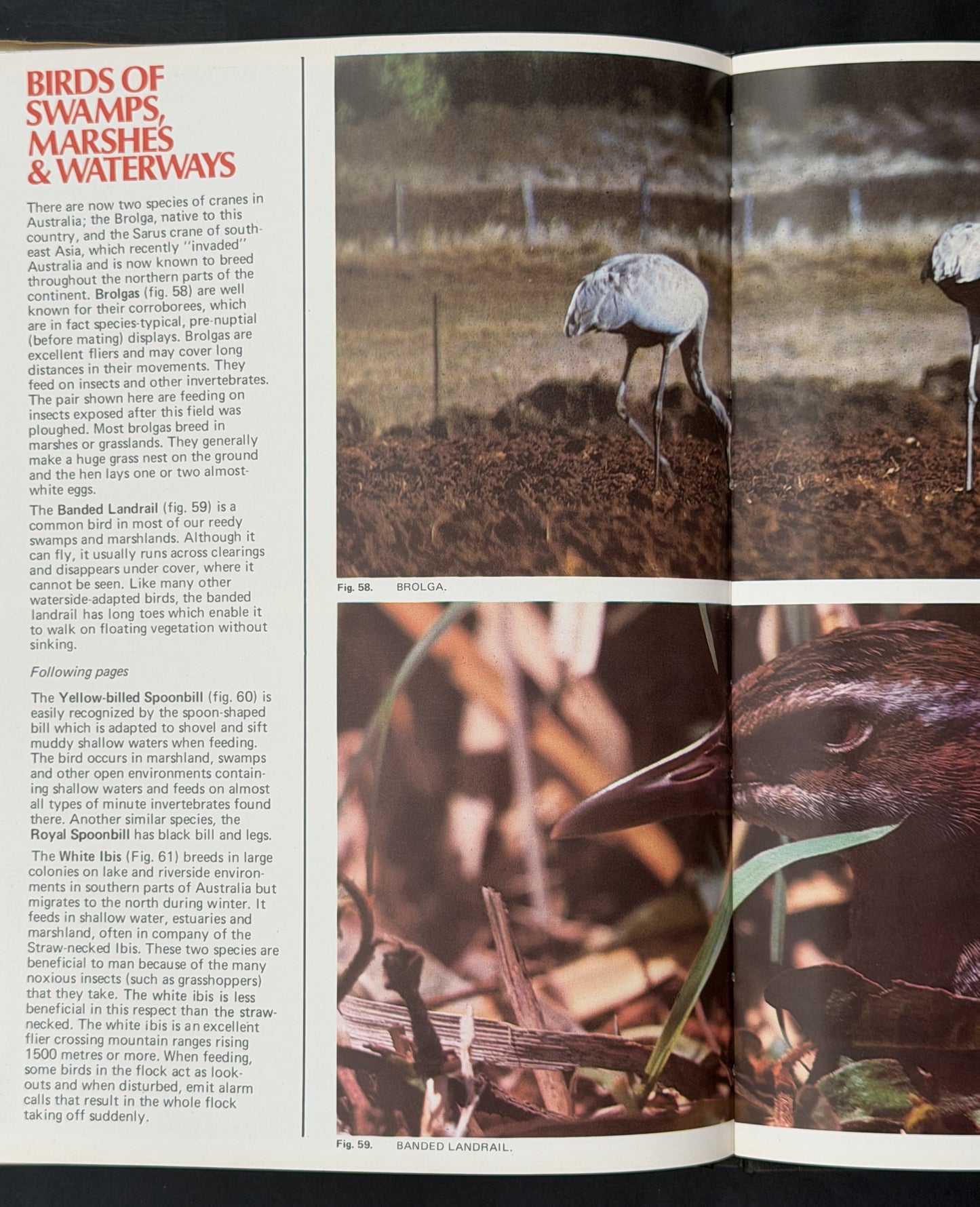 Australian Birds by Harry Frauca