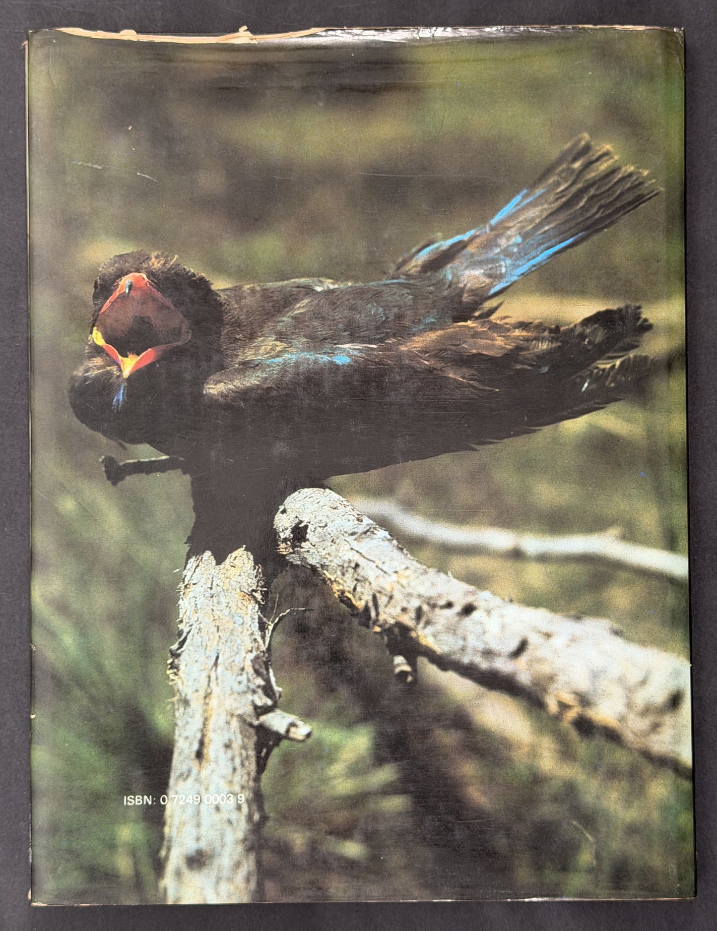 Australian Birds by Harry Frauca