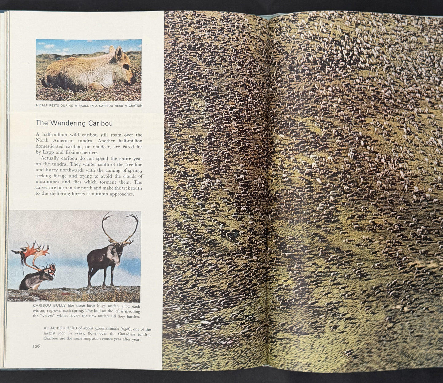 The Poles by Life Nature Library