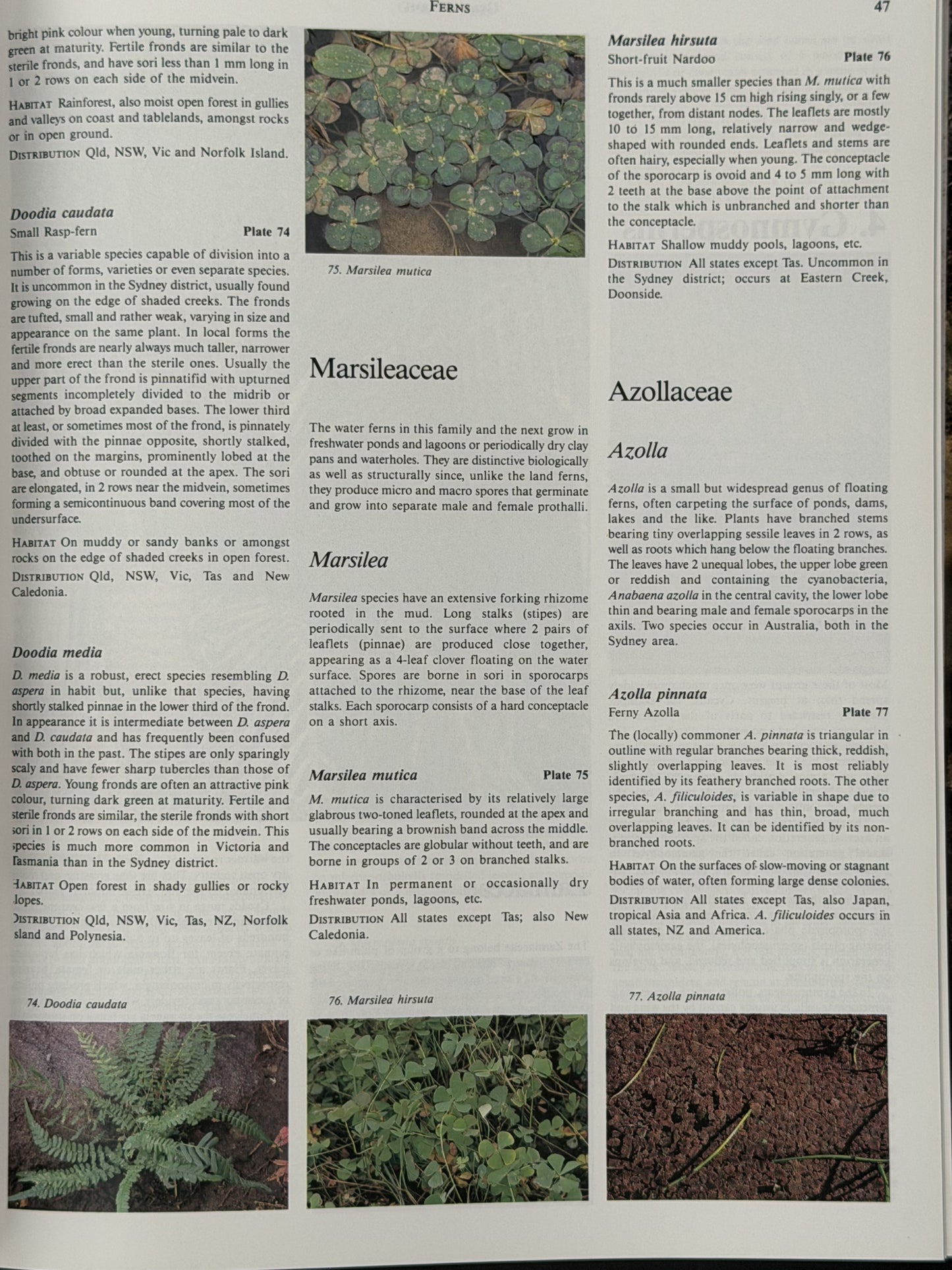 Native Plants of the Sydney District by Alan Fairley, Philip Moore
