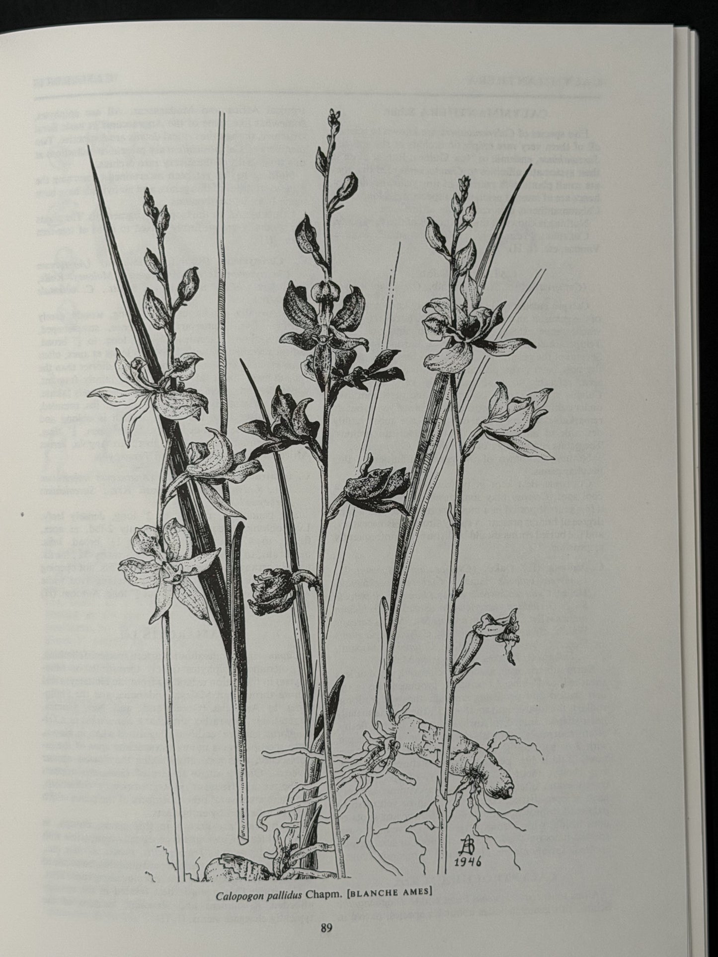 ENCYCLOPAEDIA OF CULTIVATED ORCHIDS by ALEX D HAWKES