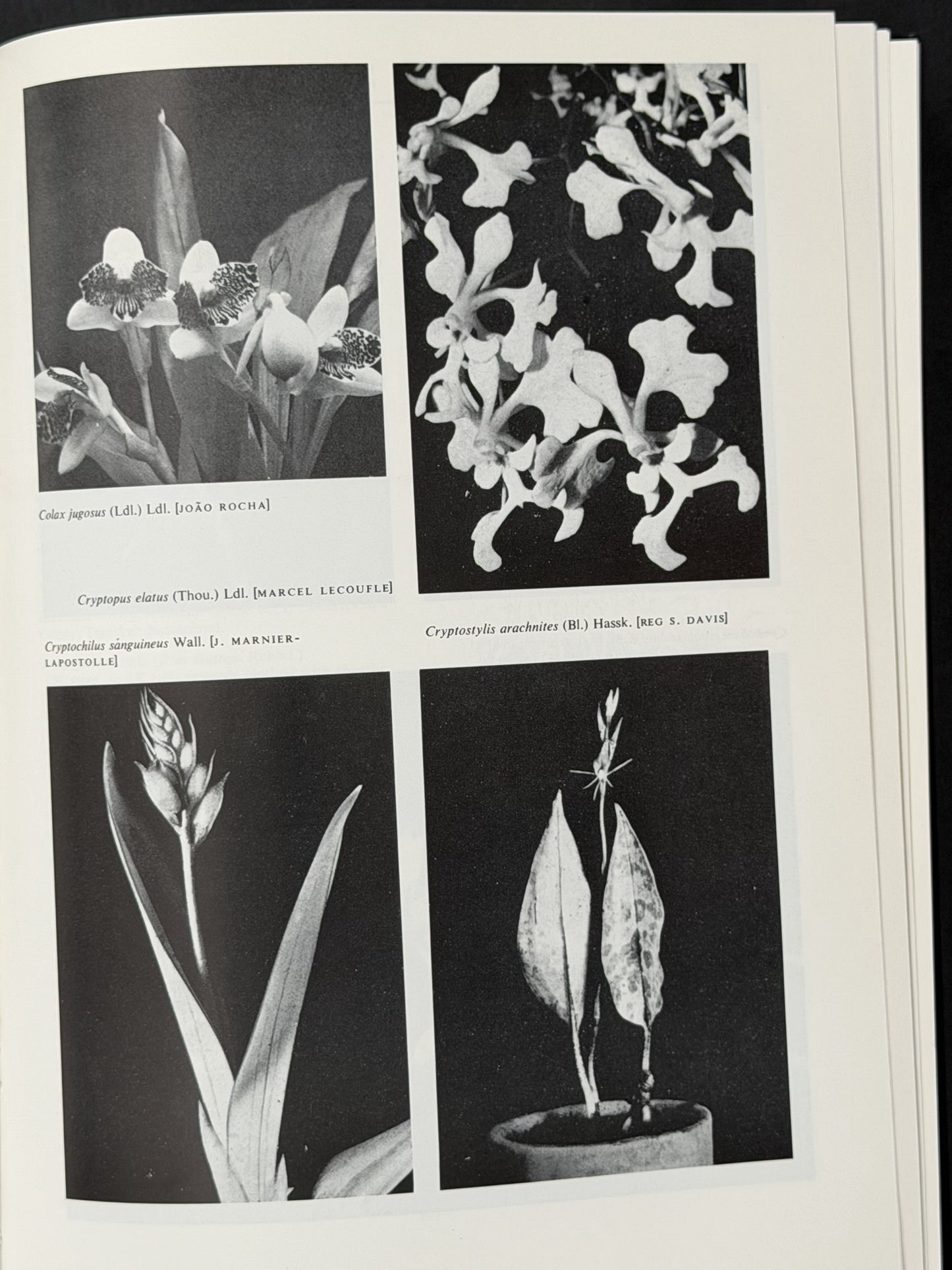 ENCYCLOPAEDIA OF CULTIVATED ORCHIDS by ALEX D HAWKES