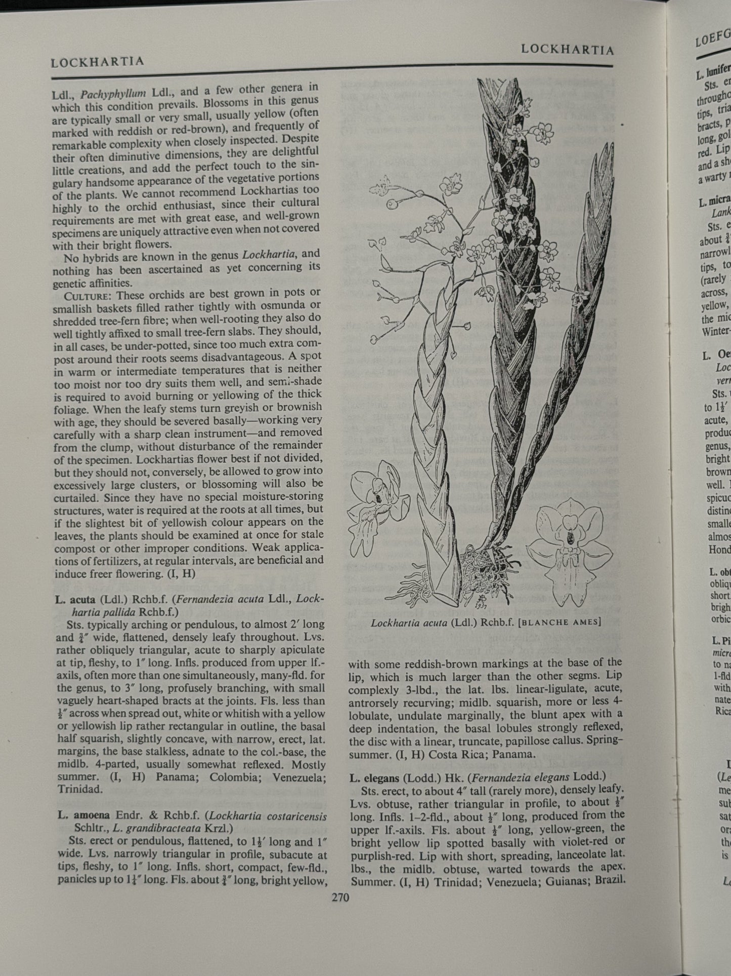 ENCYCLOPAEDIA OF CULTIVATED ORCHIDS by ALEX D HAWKES