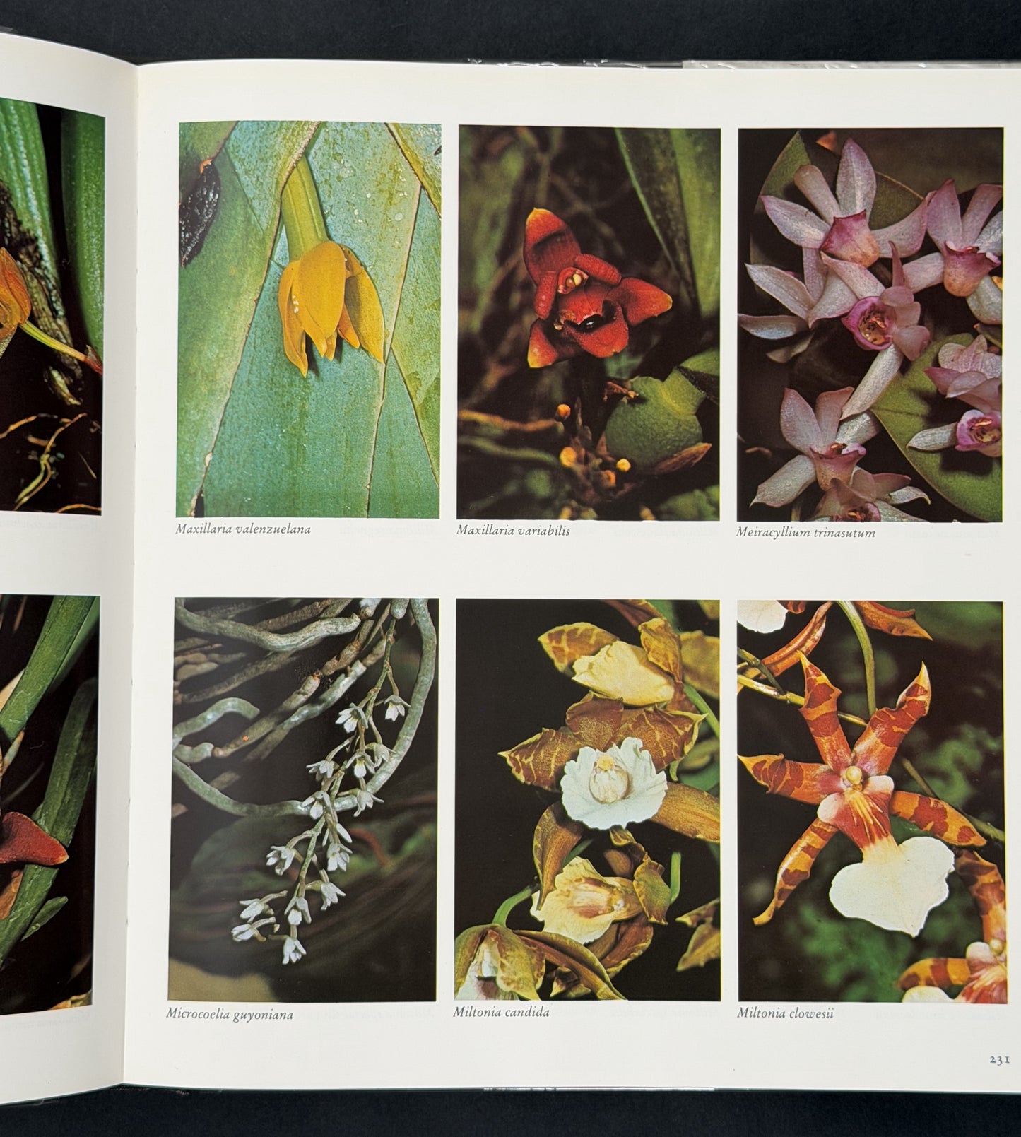 The Manual of Cultivated Orchid Species by Helmut Bechtel et al.