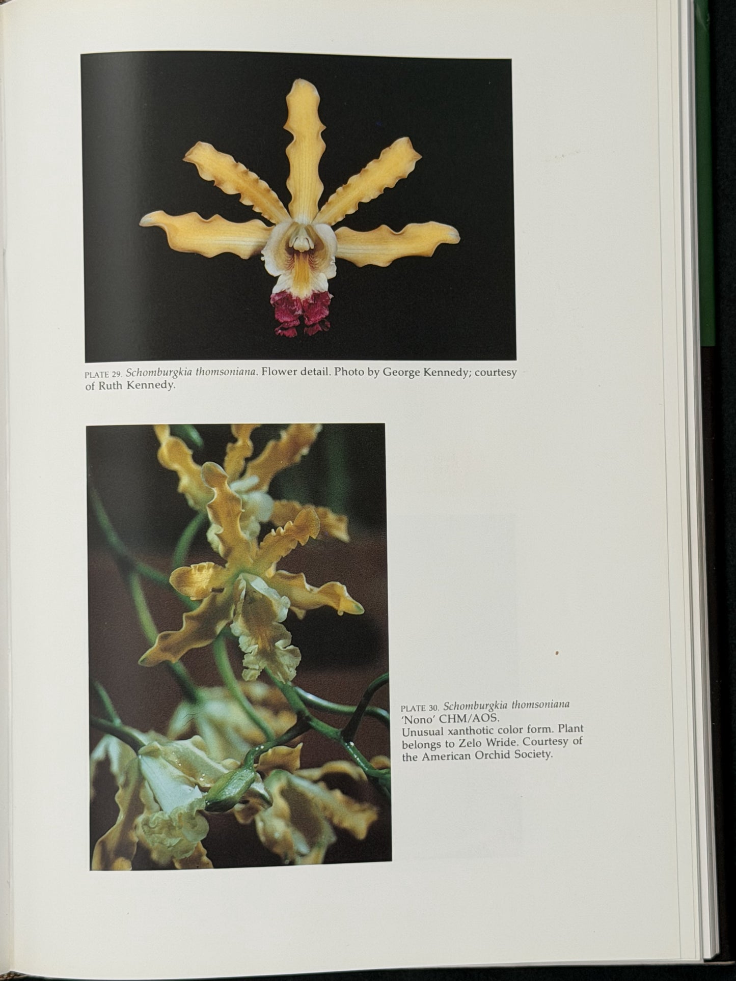 The Cattleyas and Their Relatives: Schomburgkia, Sophronitis...