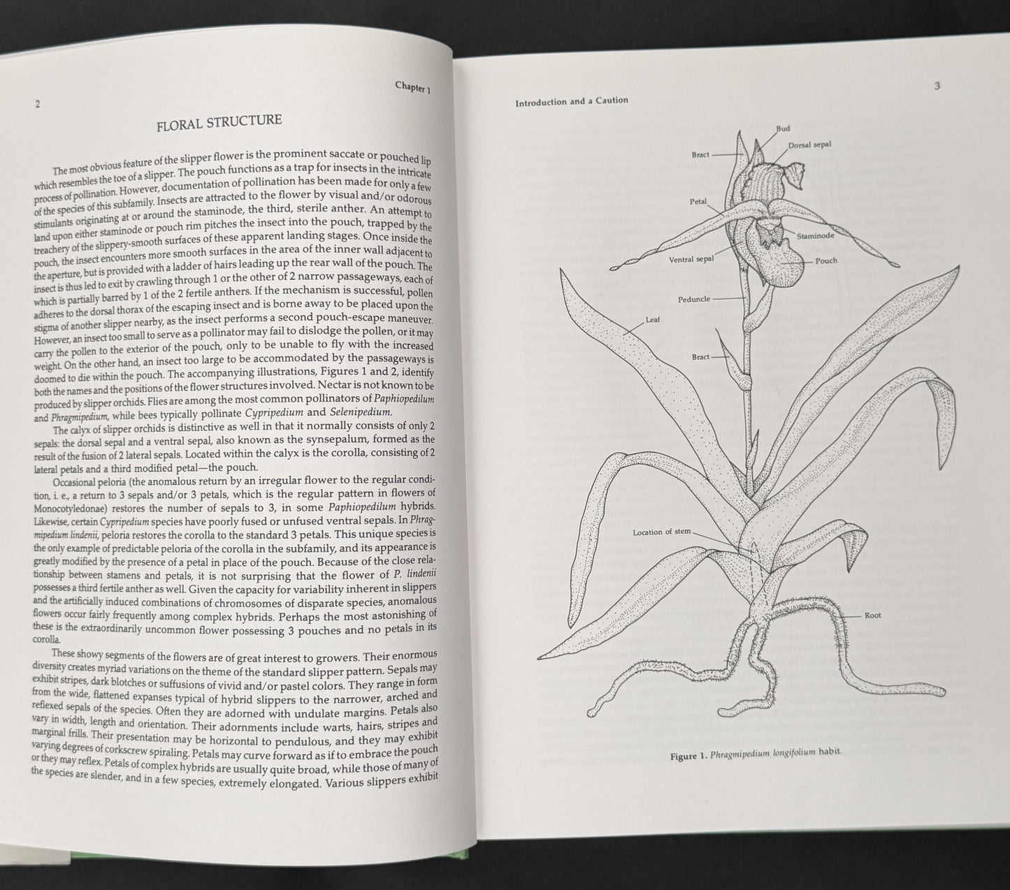 The Slipper Orchids by Catherine Cash