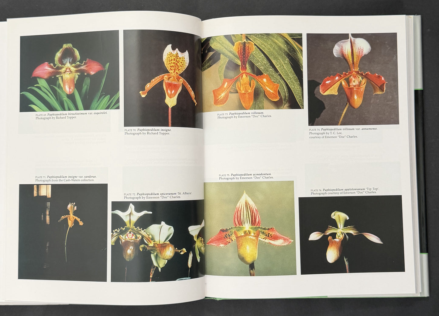 The Slipper Orchids by Catherine Cash
