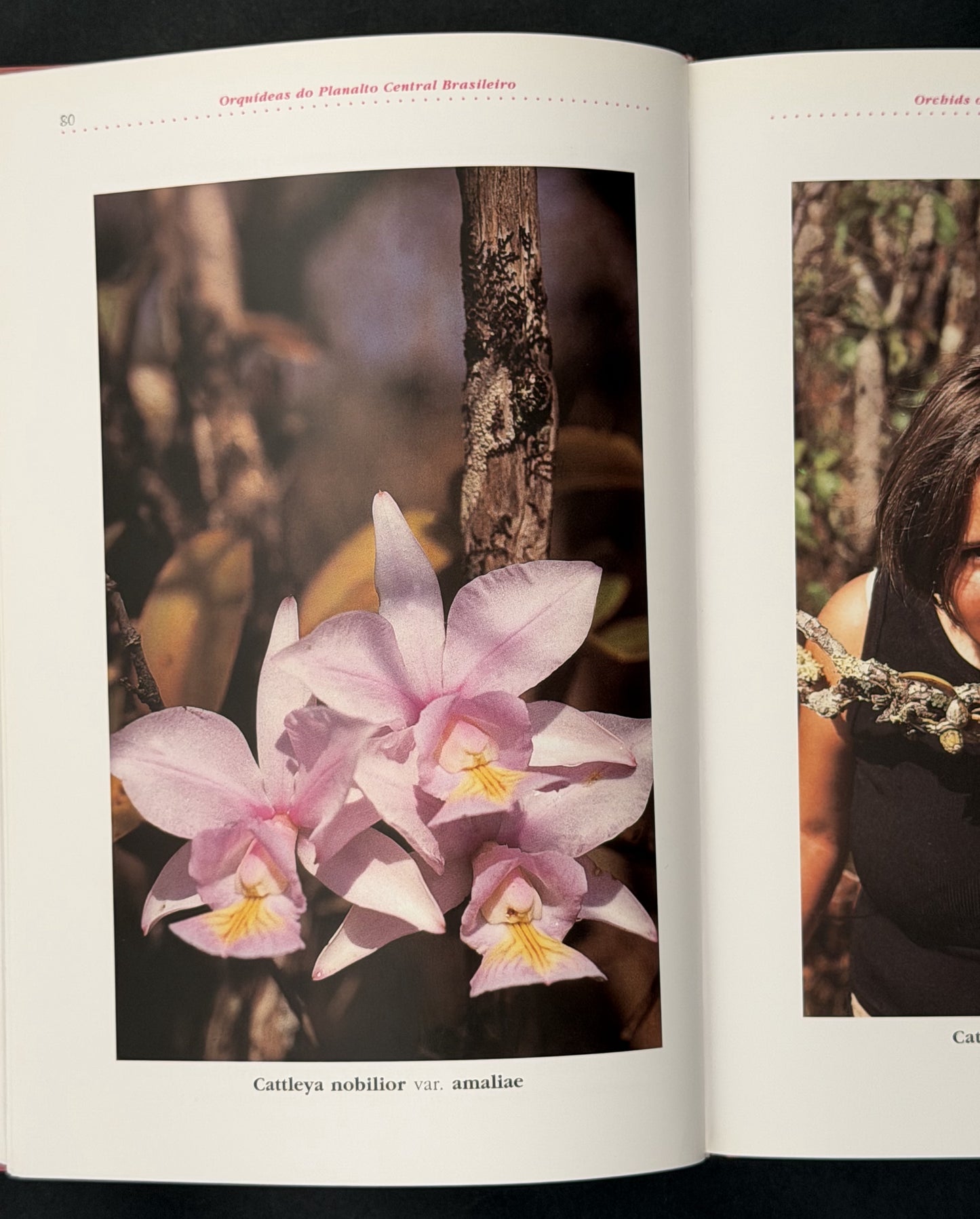 Orchids by Lou C. Menezes