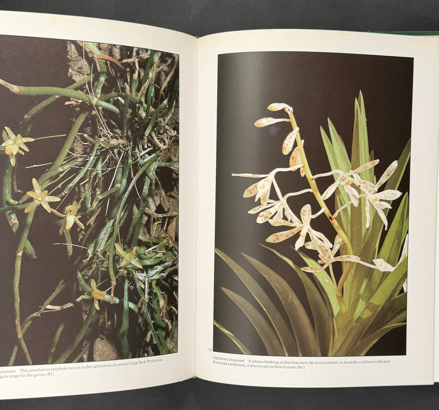 Tropical Orchids of Australia by P.S. Lavarack and B. Gray