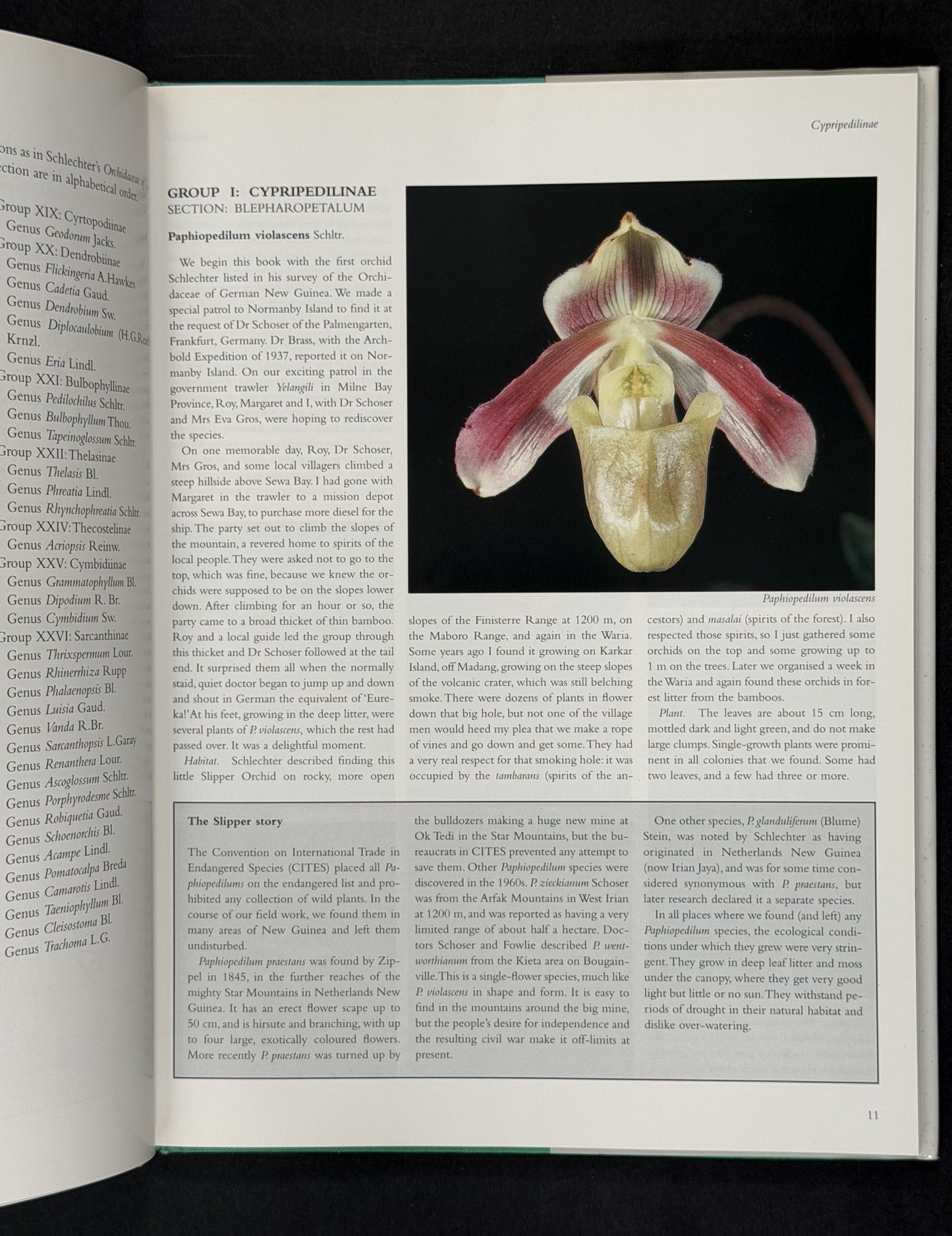 Orchids of Papua New Guinea by Andreé Millar