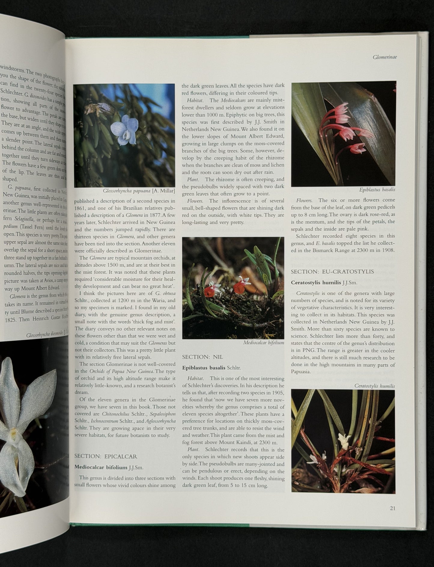 Orchids of Papua New Guinea by Andreé Millar