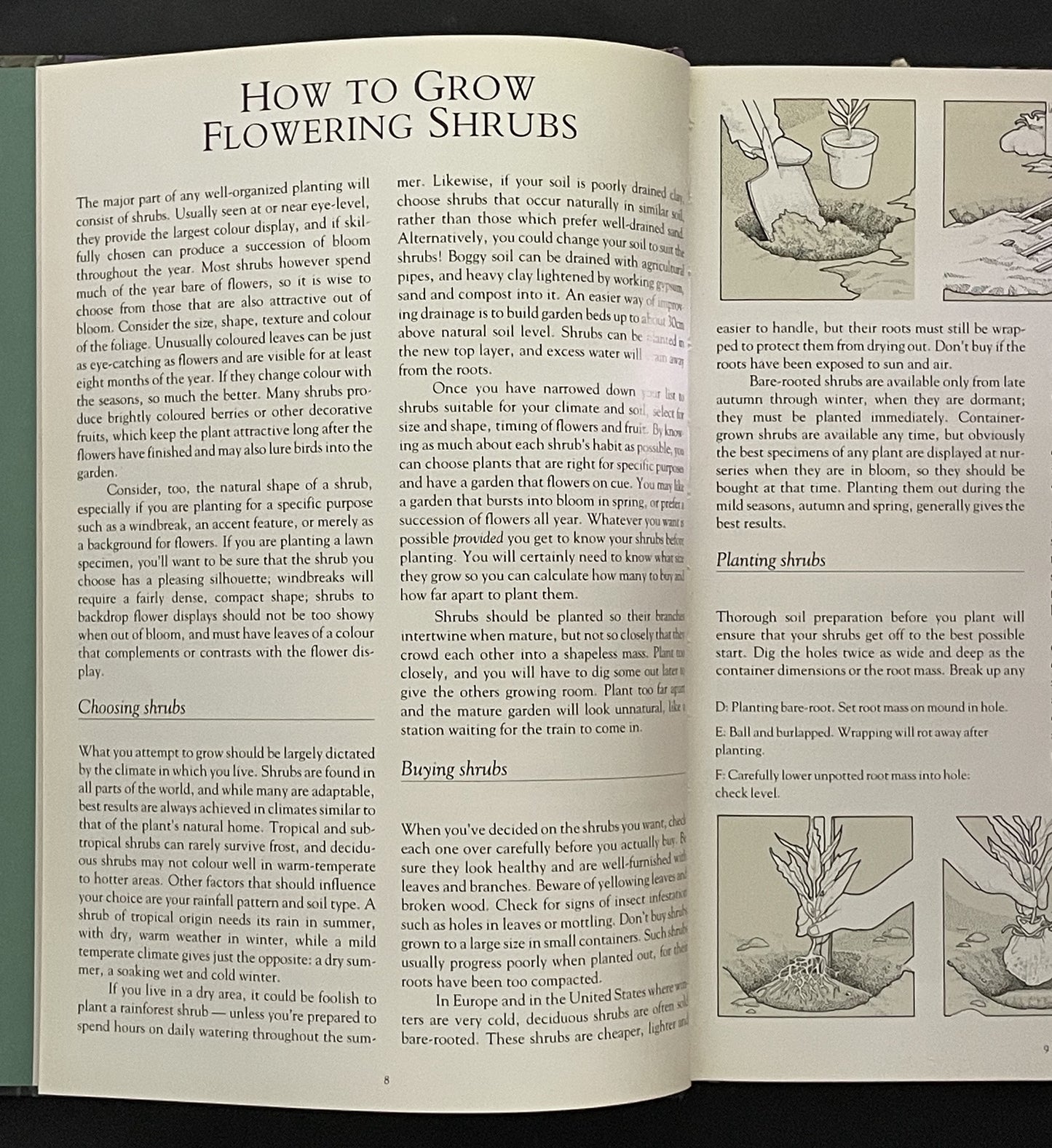 Shrubs for Bloom and Beauty by Stirling Macoboy